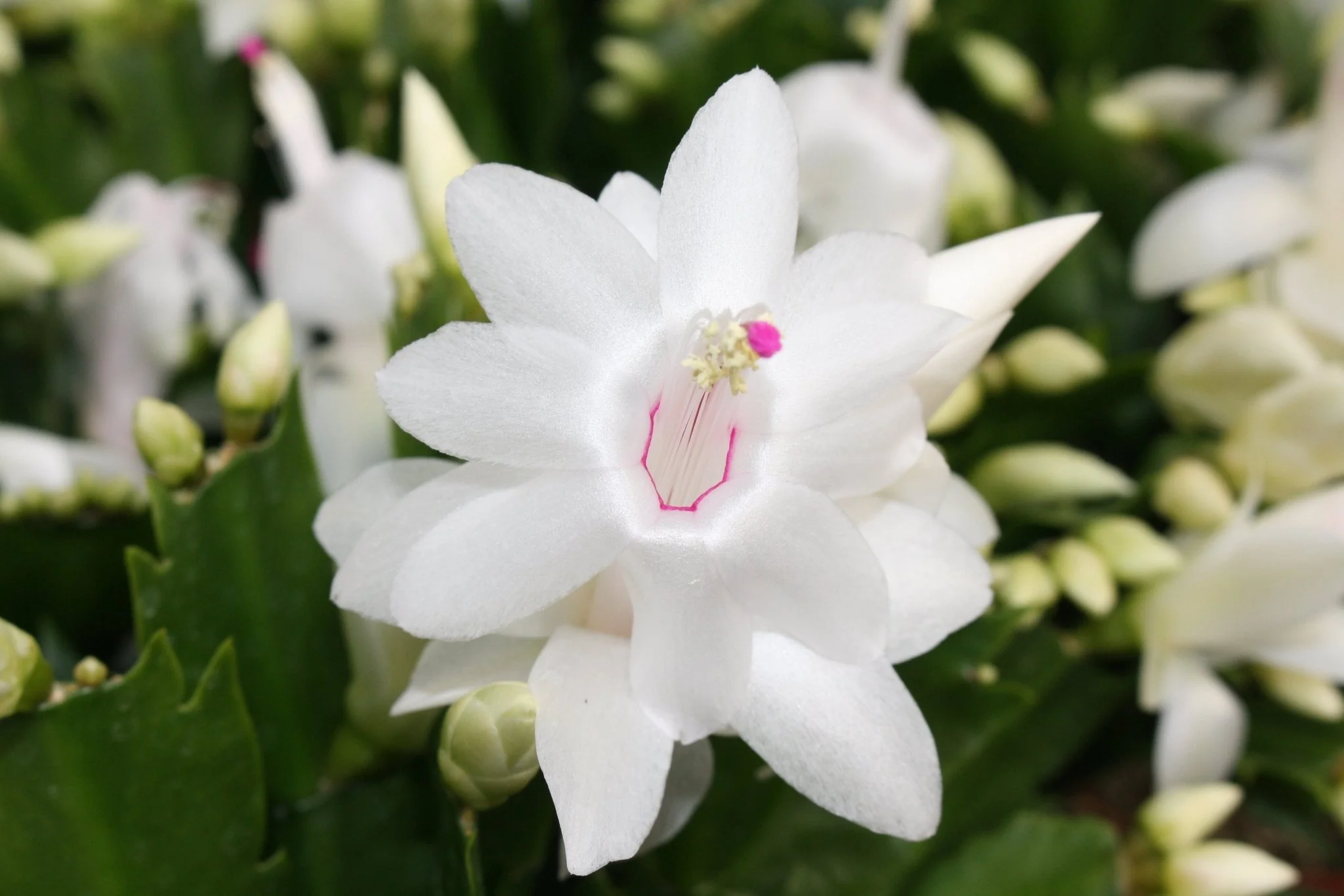 Schlumbergera truncata 'Malissa Dancer' - Image 6
