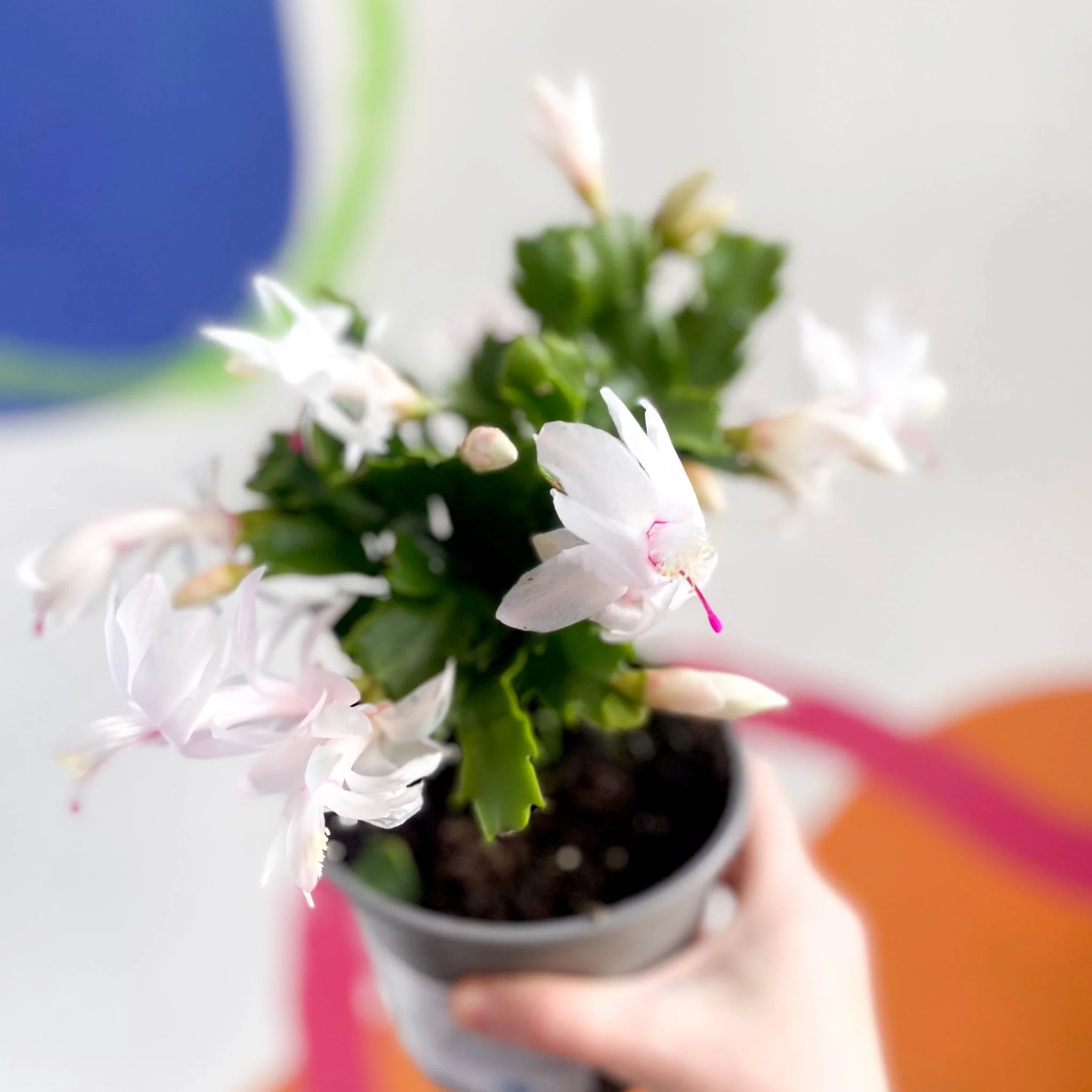 Schlumbergera truncata 'Malissa Dancer ' - British Grown - Image 2