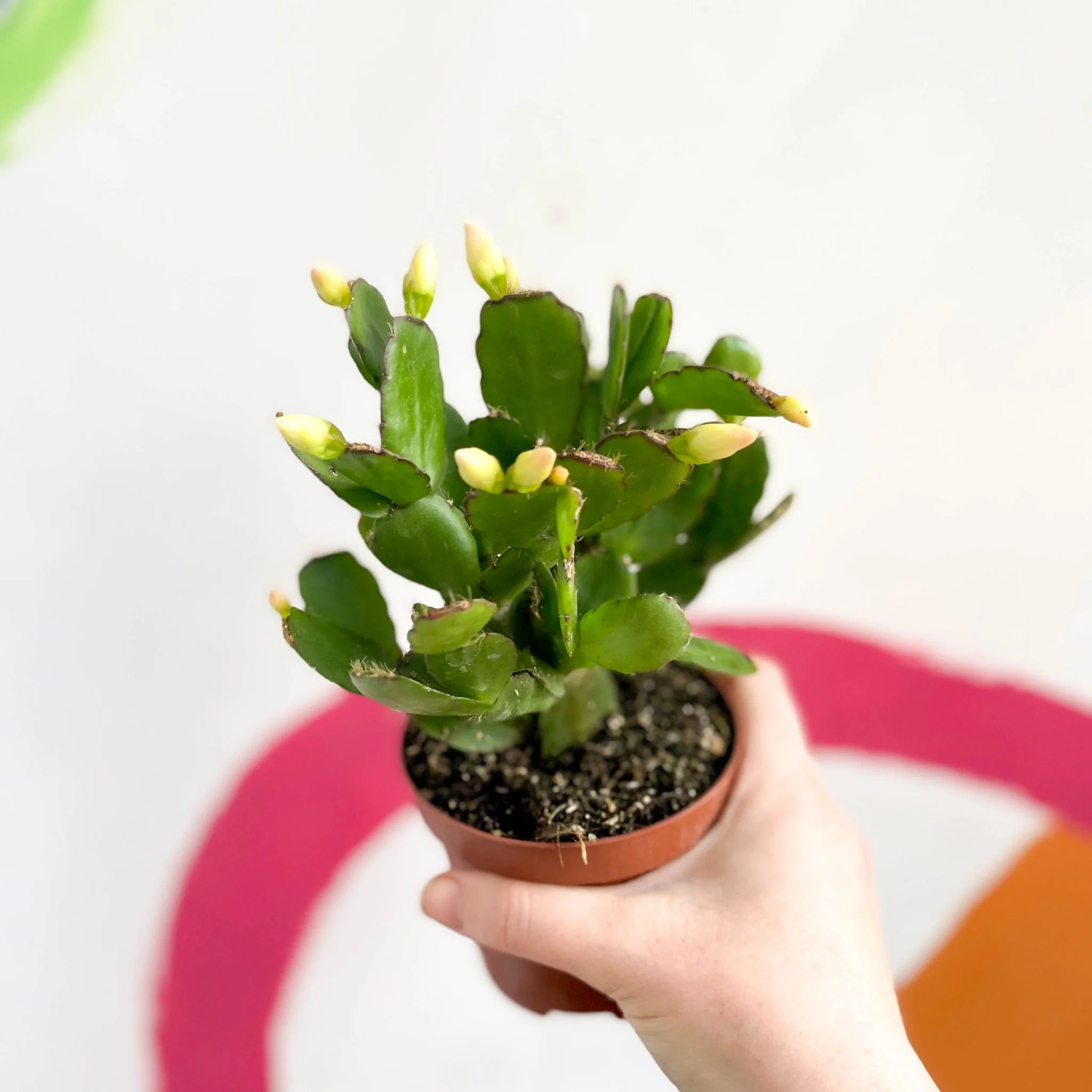 White Easter Cactus - Rhipsalidopsis gaertneri - Image 3