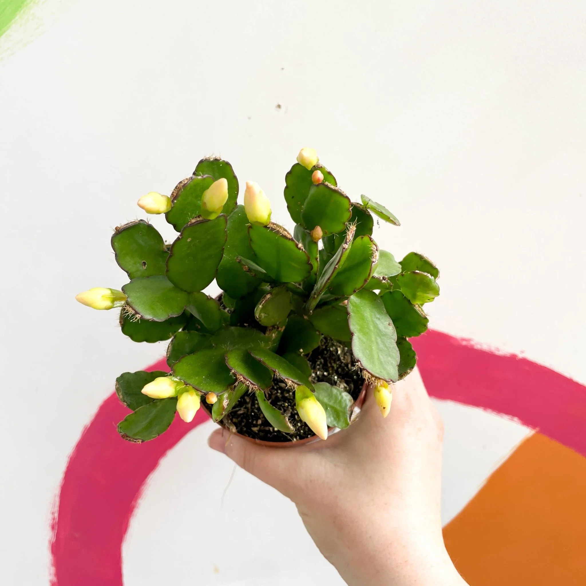 White Easter Cactus - Rhipsalidopsis gaertneri - Image 4