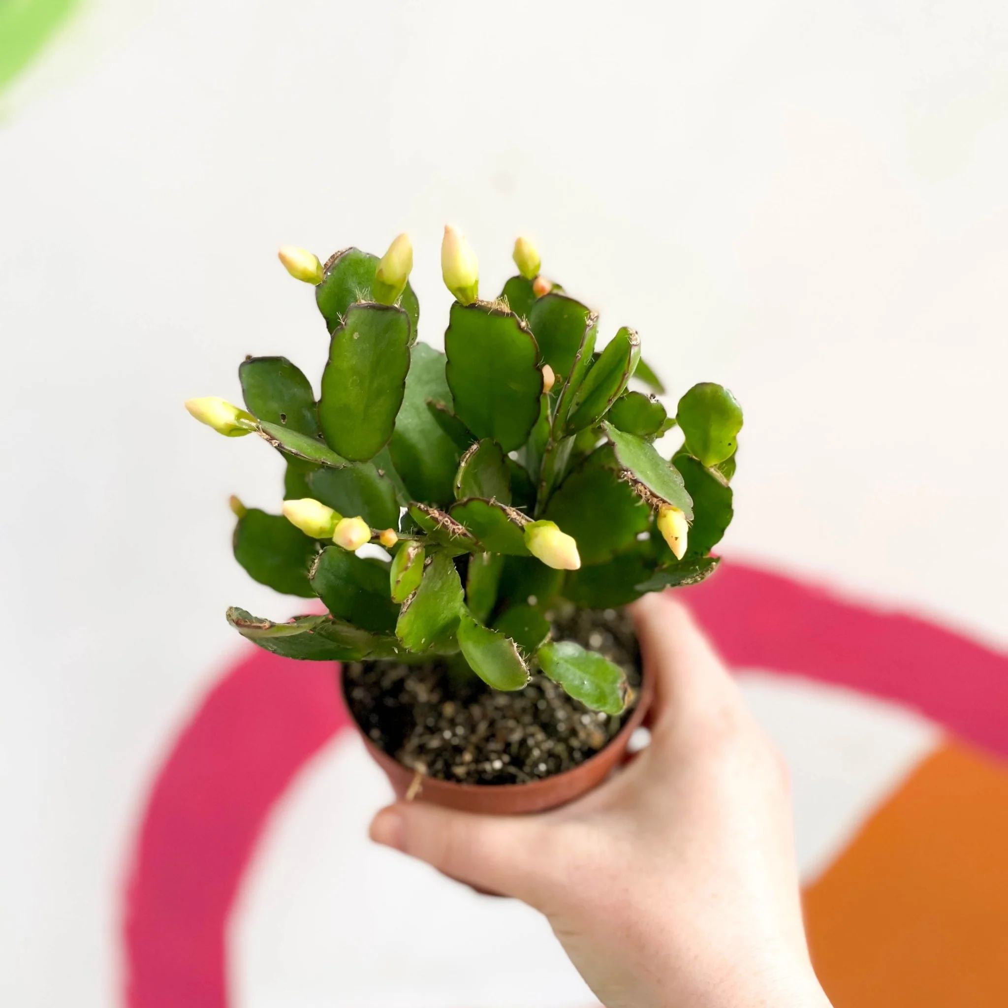 White Easter Cactus - Rhipsalidopsis gaertneri - Image 5
