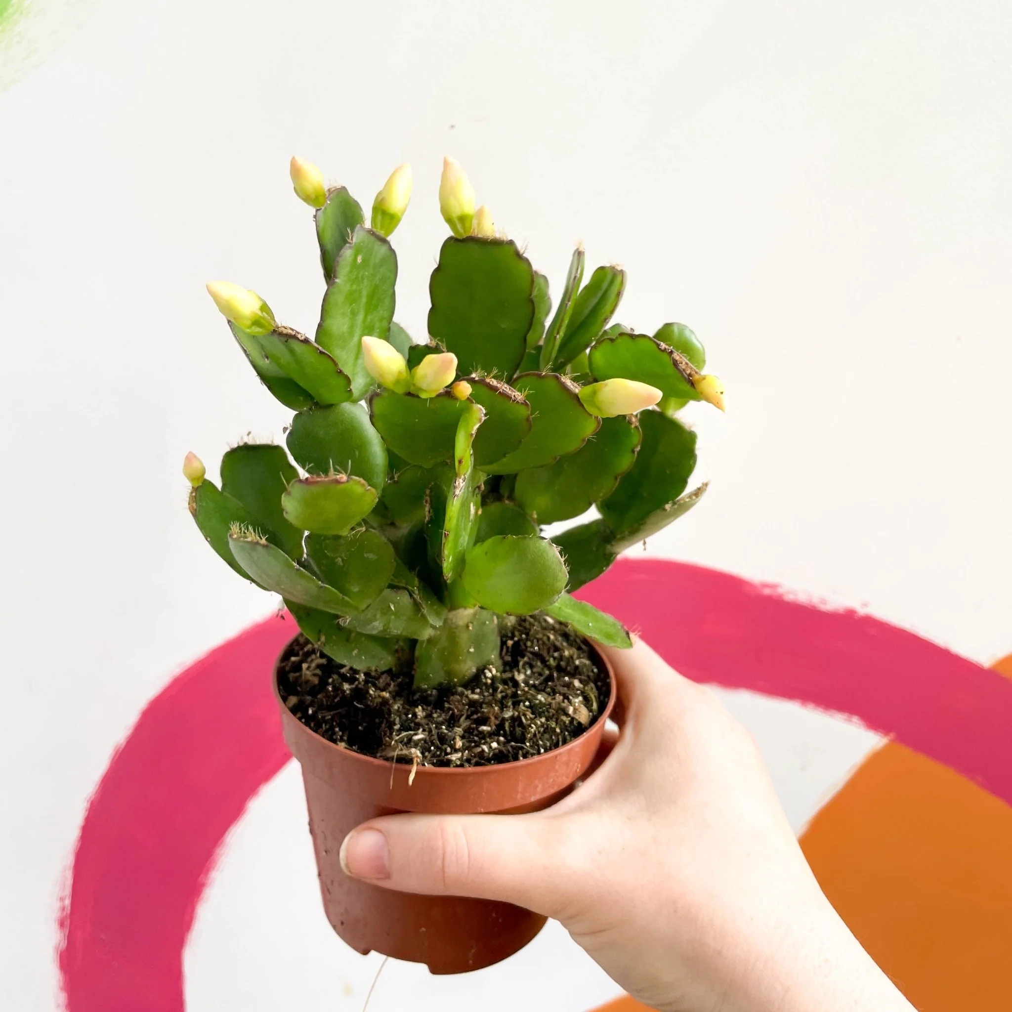 White Easter Cactus - Rhipsalidopsis gaertneri - Image 6