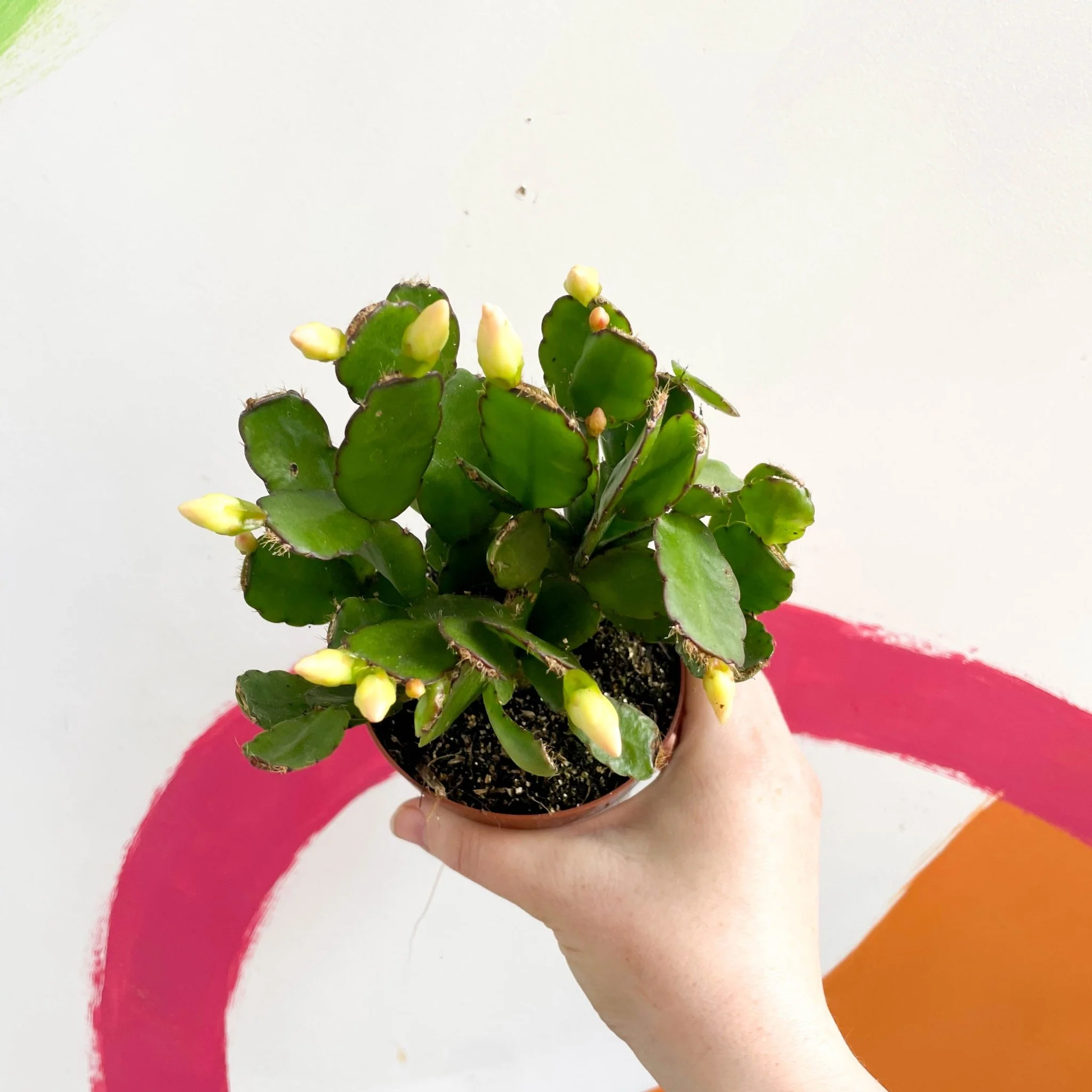 White Easter Cactus - Rhipsalidopsis gaertneri - Image 7