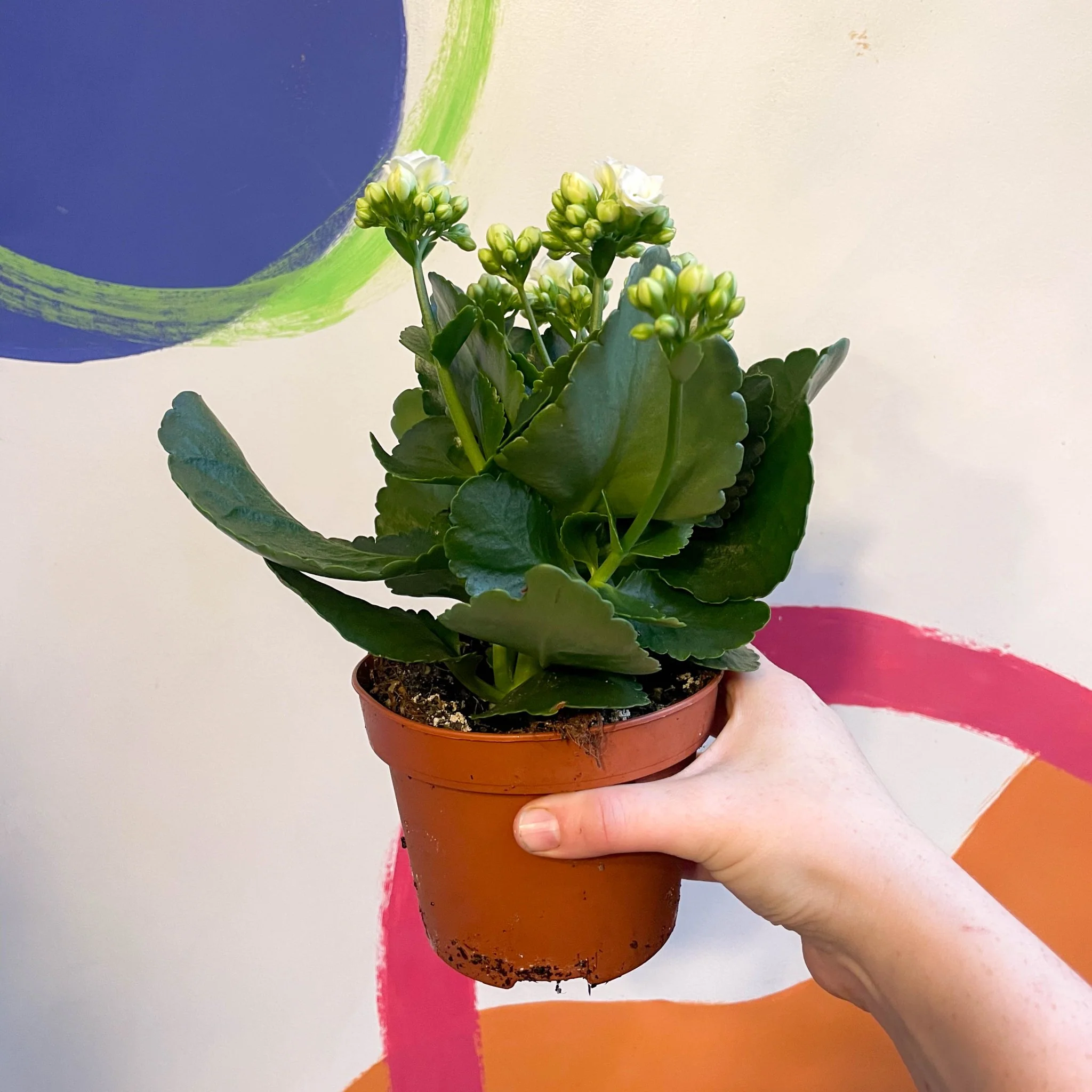 White Flaming Katy - Kalanchoe blossfeldiana - Image 2