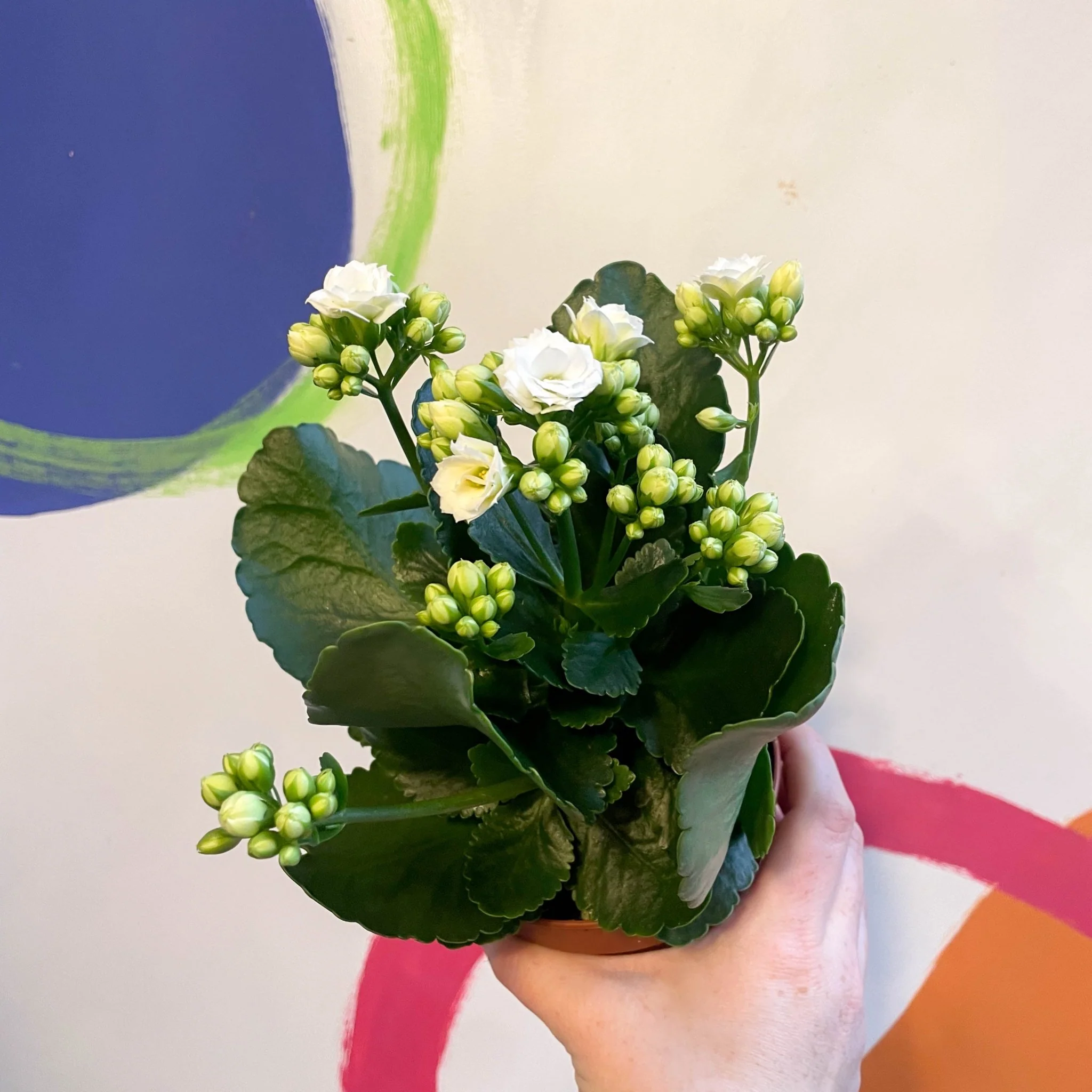 White Flaming Katy - Kalanchoe blossfeldiana - Image 3