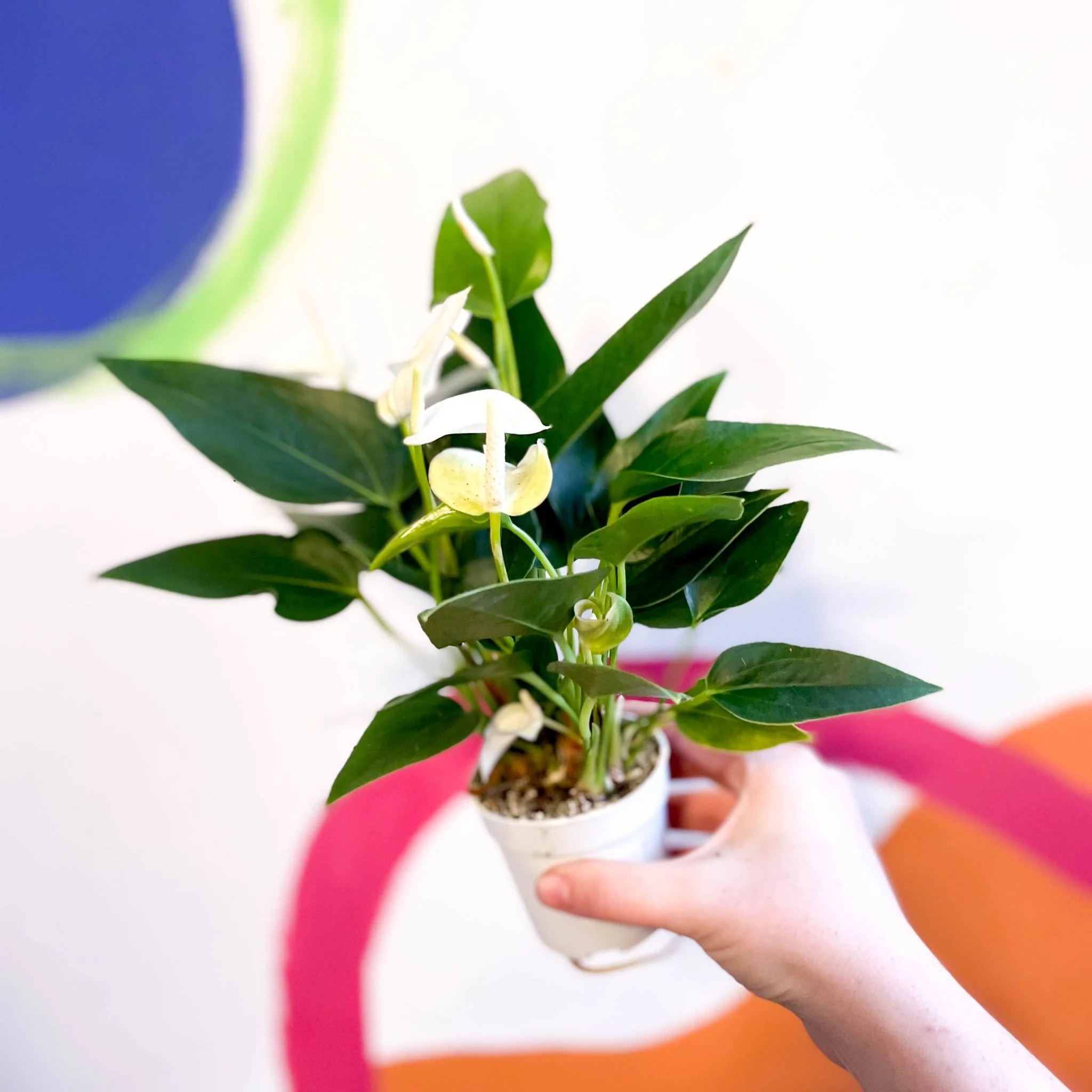 White Flamingo Flower - Anthurium andraeanum 'White Champion'