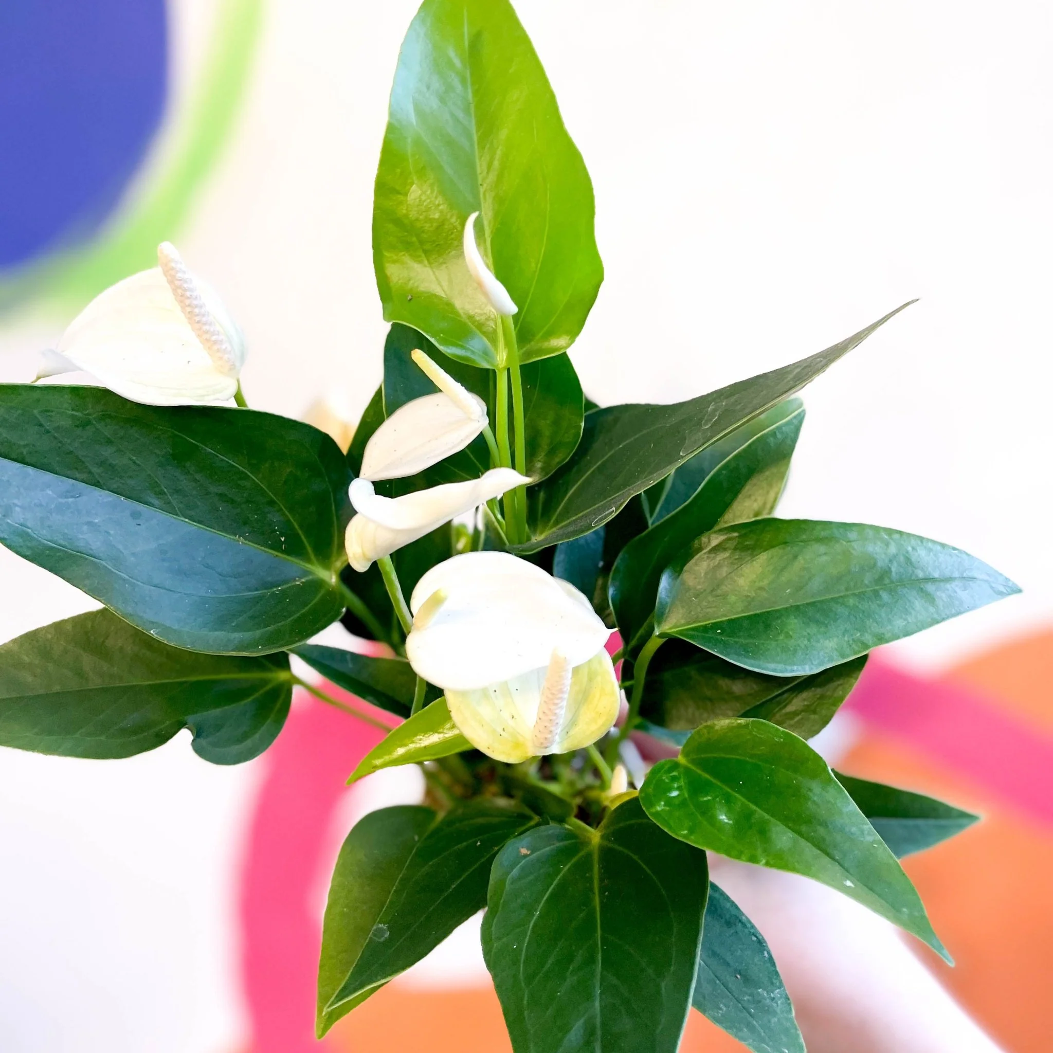 White Flamingo Flower - Anthurium andraeanum 'White Champion' - Image 2