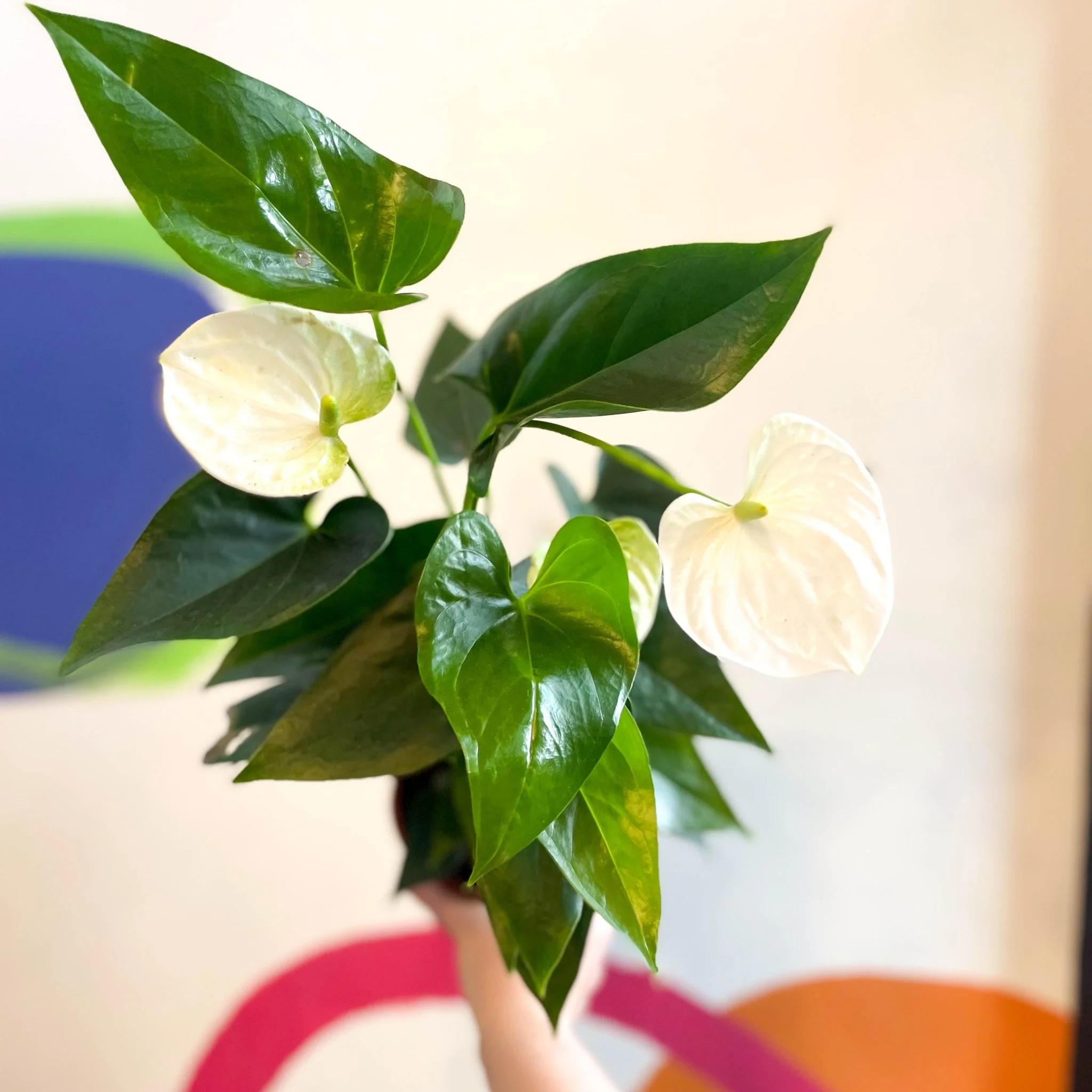 White Flamingo Flower - Anthurium andraeanum 'White Champion' - Image 3