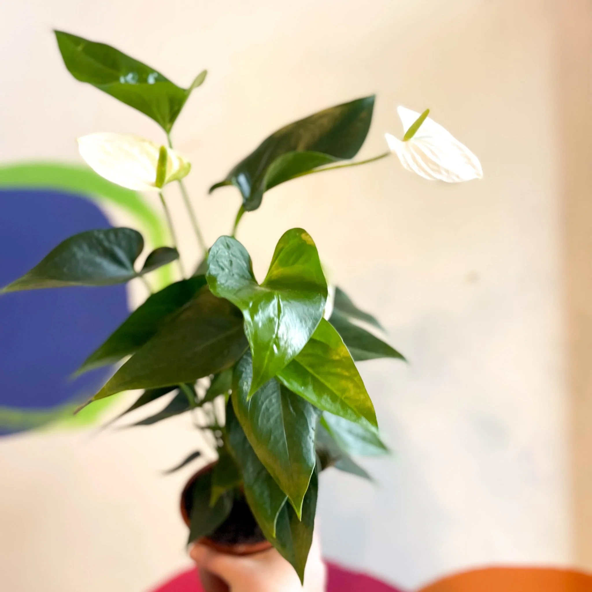 White Flamingo Flower - Anthurium andraeanum 'White Champion' - Image 4