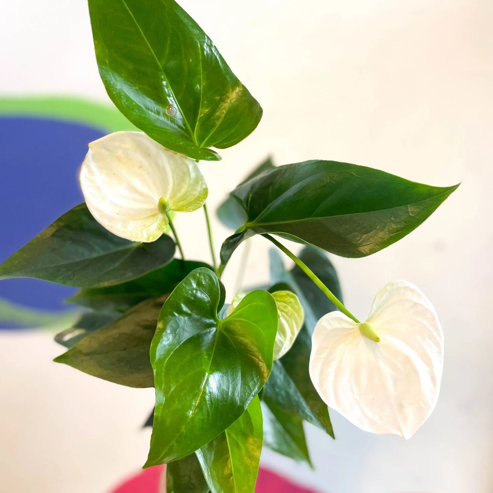 White Flamingo Flower - Anthurium andraeanum 'White Champion' - Image 5