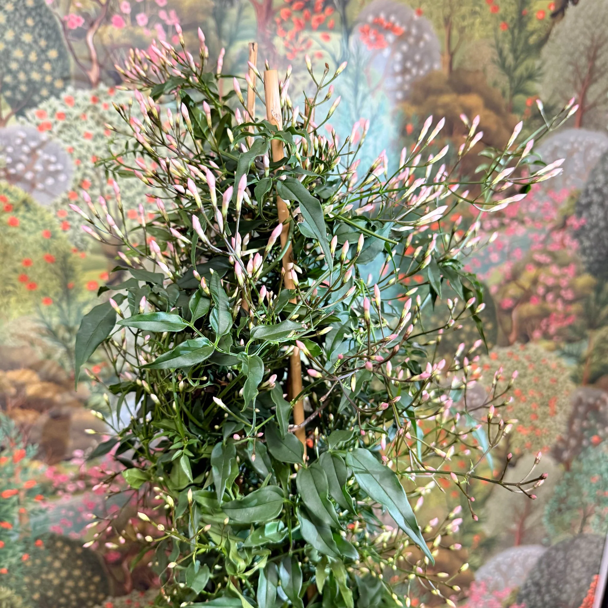 Jasminum polyanthum - Many-Flowered Jasmine - Image 12