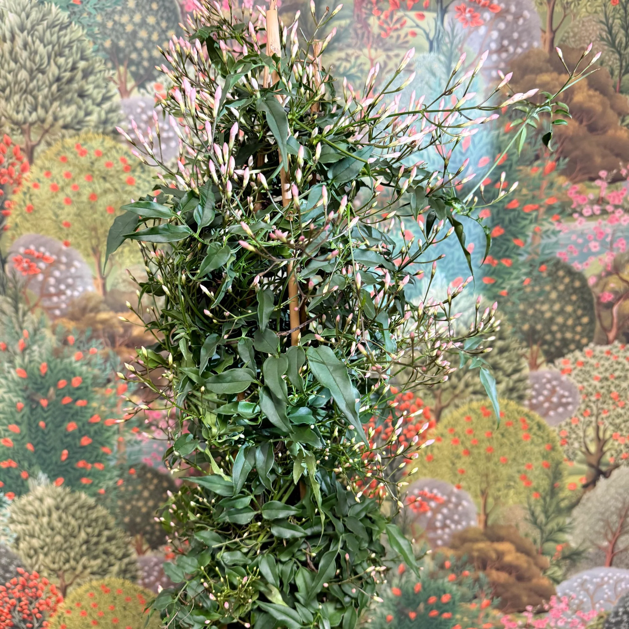 Jasminum polyanthum - Many-Flowered Jasmine - Image 15