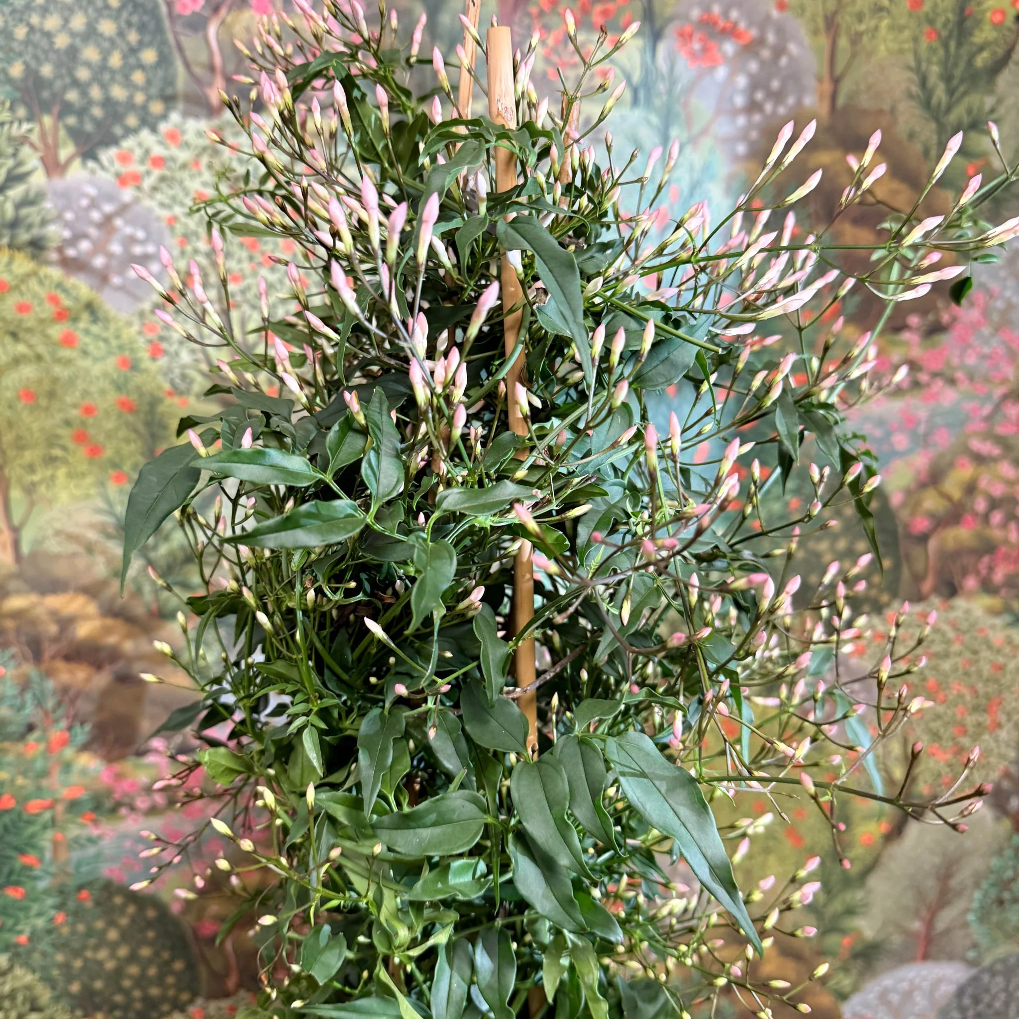 Jasminum polyanthum - Many-Flowered Jasmine - Image 16