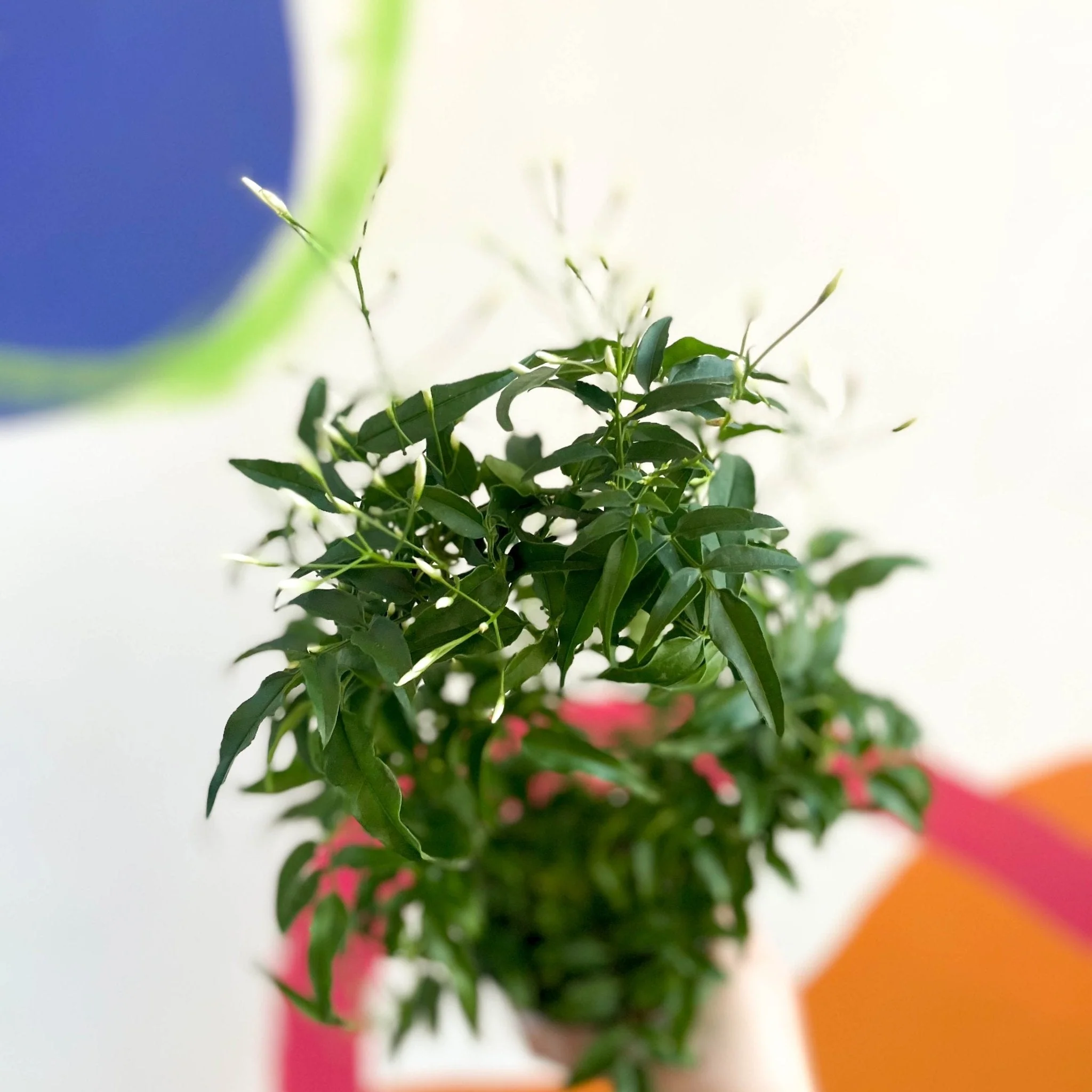 Jasminum polyanthum - Many-Flowered Jasmine - Image 6