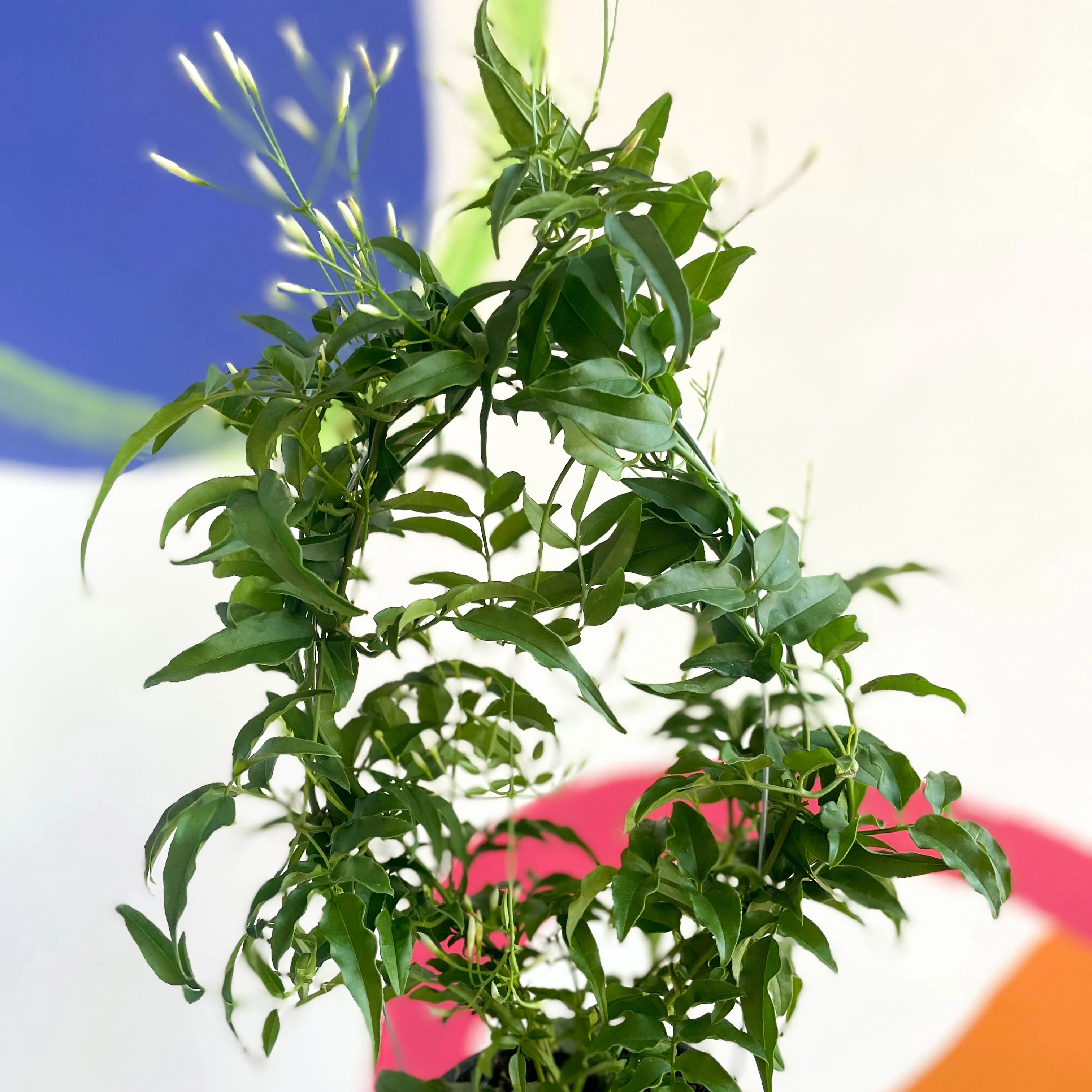 Jasminum polyanthum - Many-Flowered Jasmine - Image 9