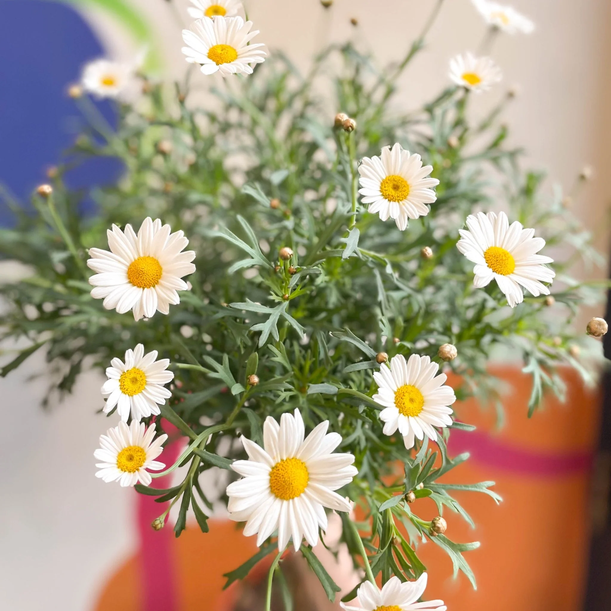 White Marguerite Daisy Standard Tree - Argyranthemum frutescens