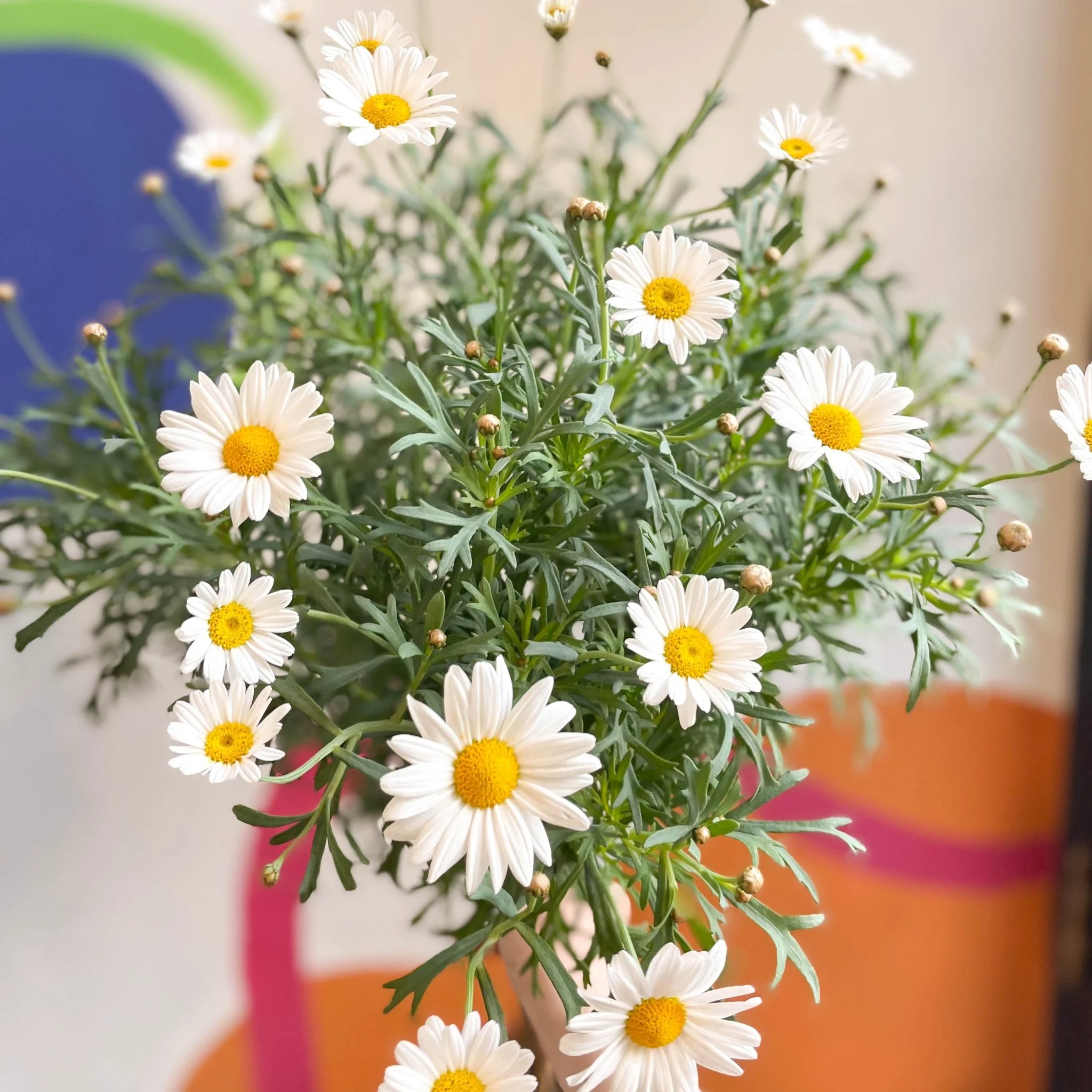 White Marguerite Daisy Standard Tree - Argyranthemum frutescens - Image 2