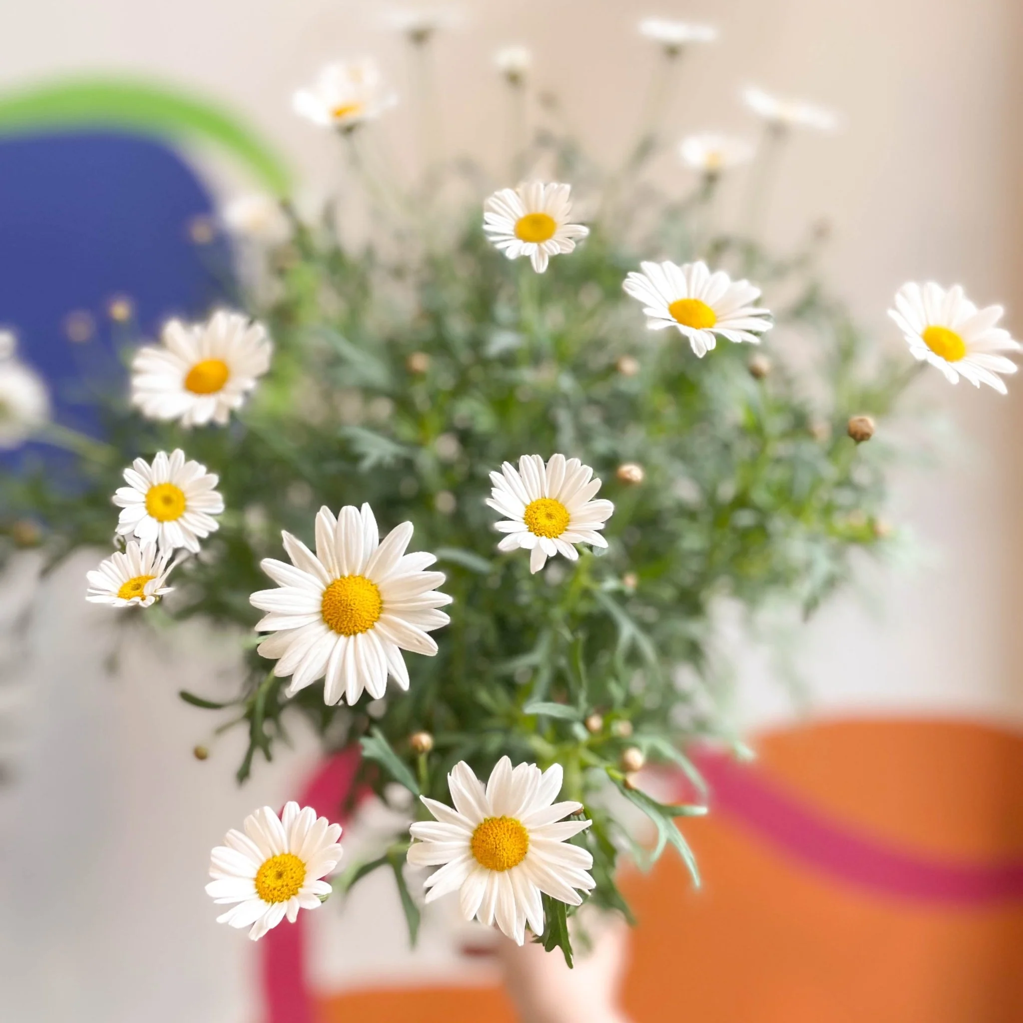 White Marguerite Daisy Standard Tree - Argyranthemum frutescens - Image 3