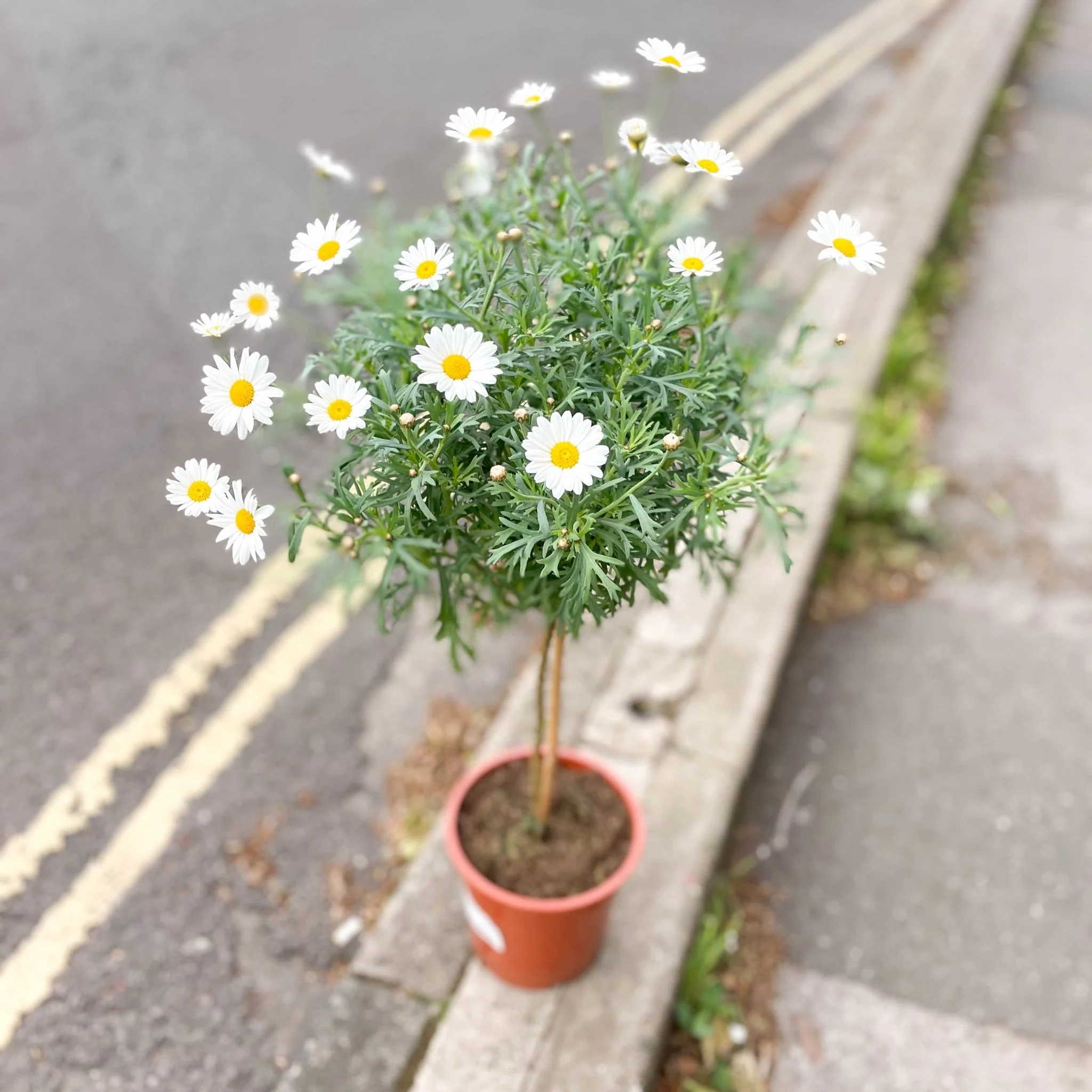 White Marguerite Daisy Standard Tree - Argyranthemum frutescens - Image 4