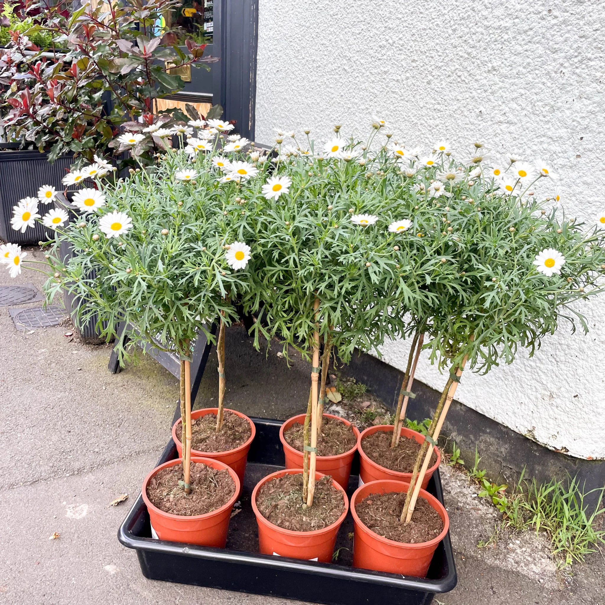 White Marguerite Daisy Standard Tree - Argyranthemum frutescens - Image 5