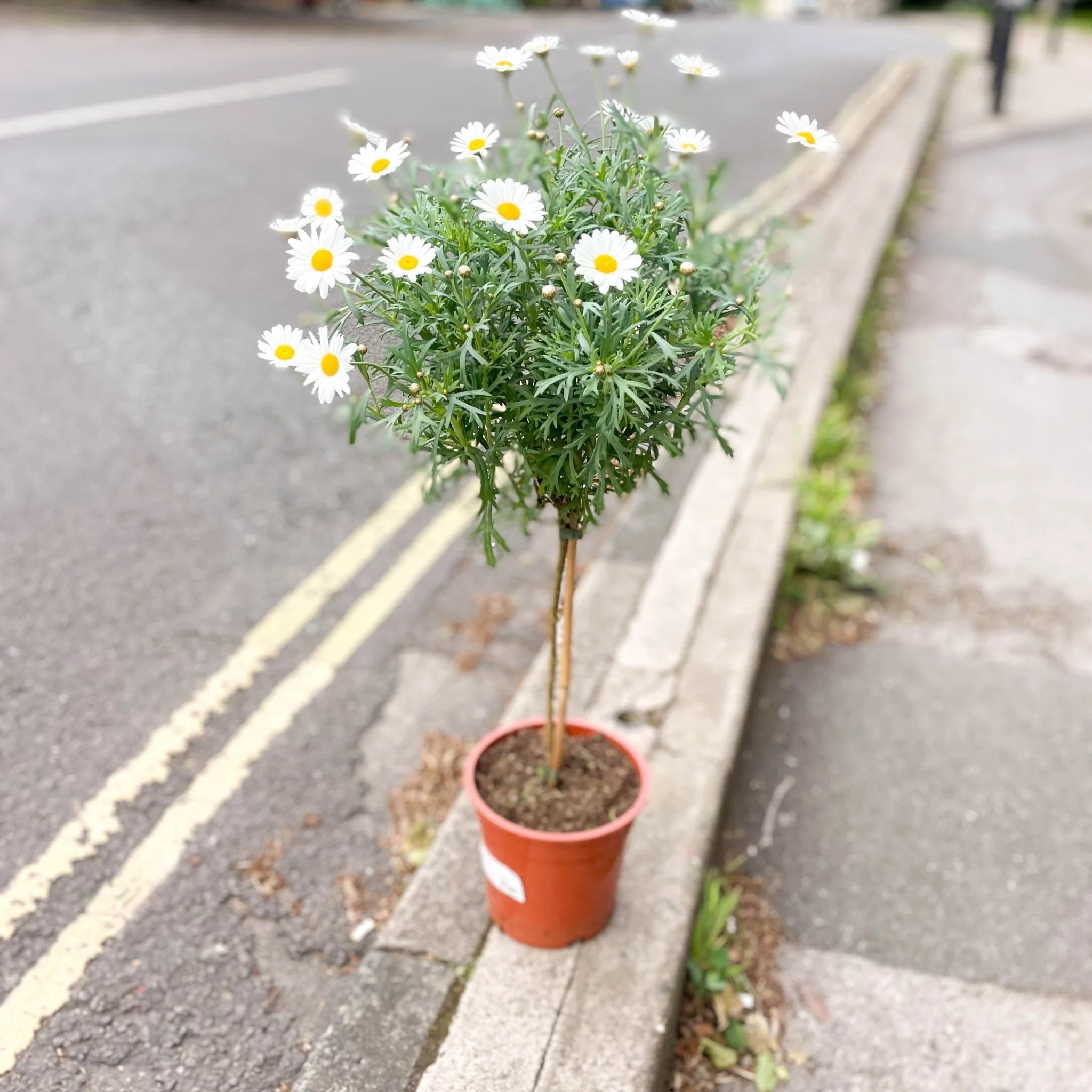 White Marguerite Daisy Standard Tree - Argyranthemum frutescens - Image 6