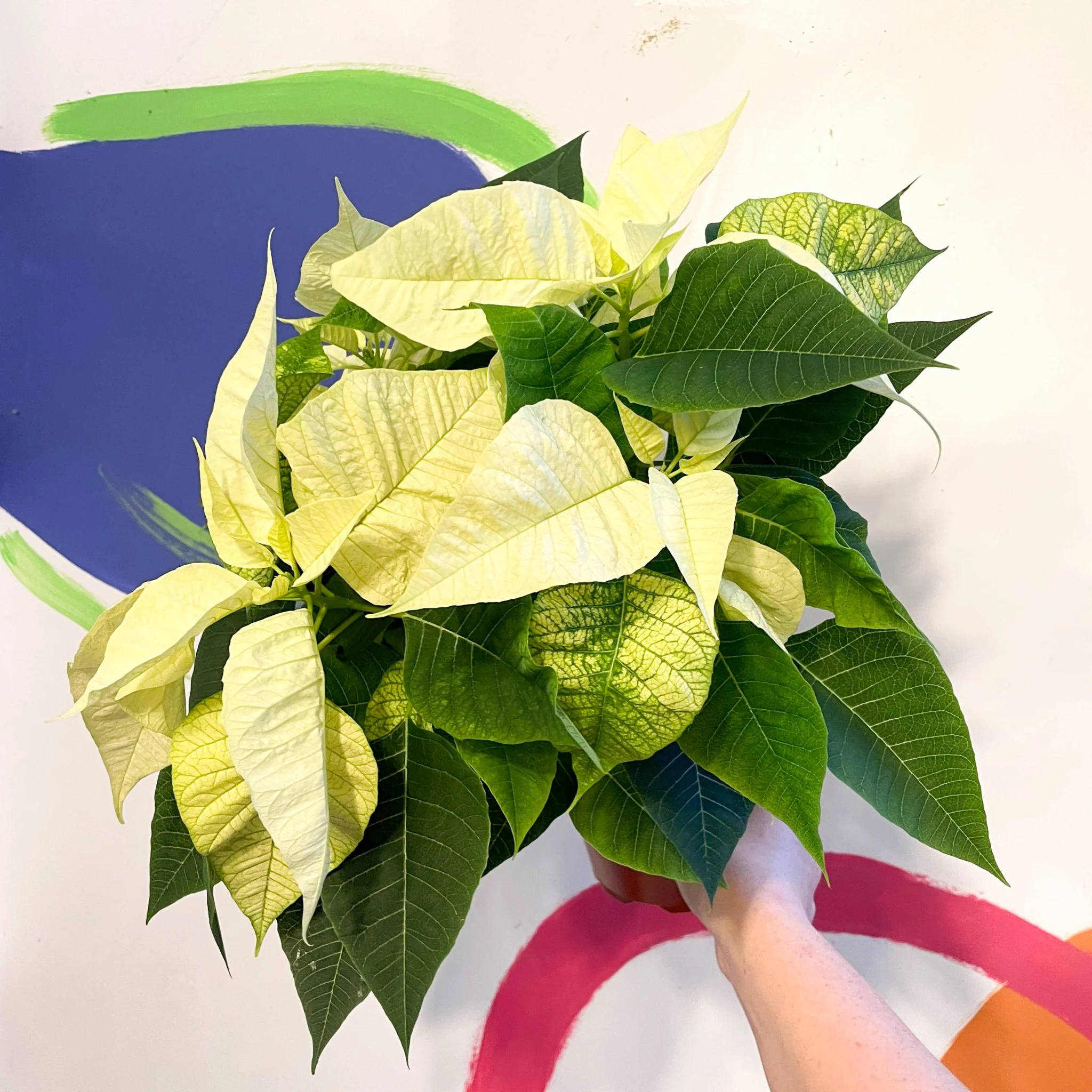 White Poinsettia - Euphorbia pulcherrima - British Grown