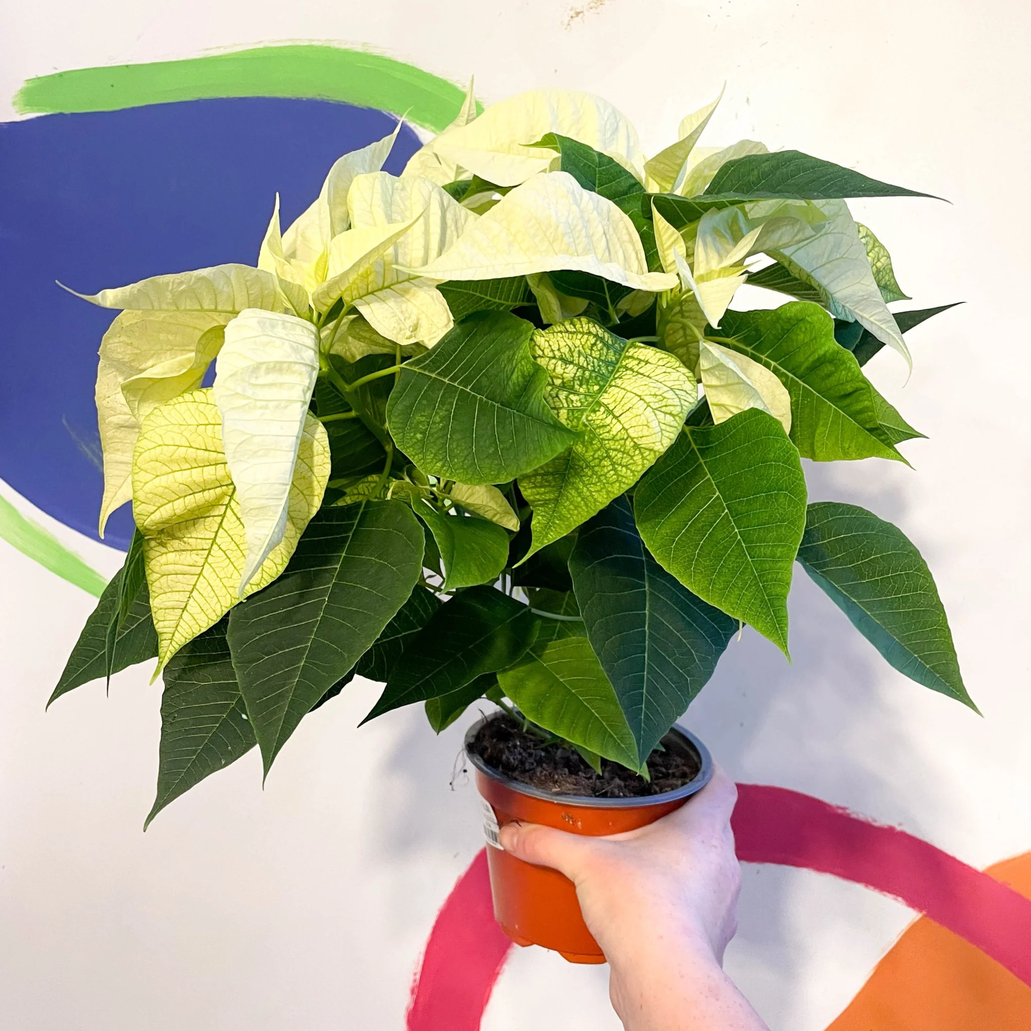 White Poinsettia - Euphorbia pulcherrima - British Grown - Image 2