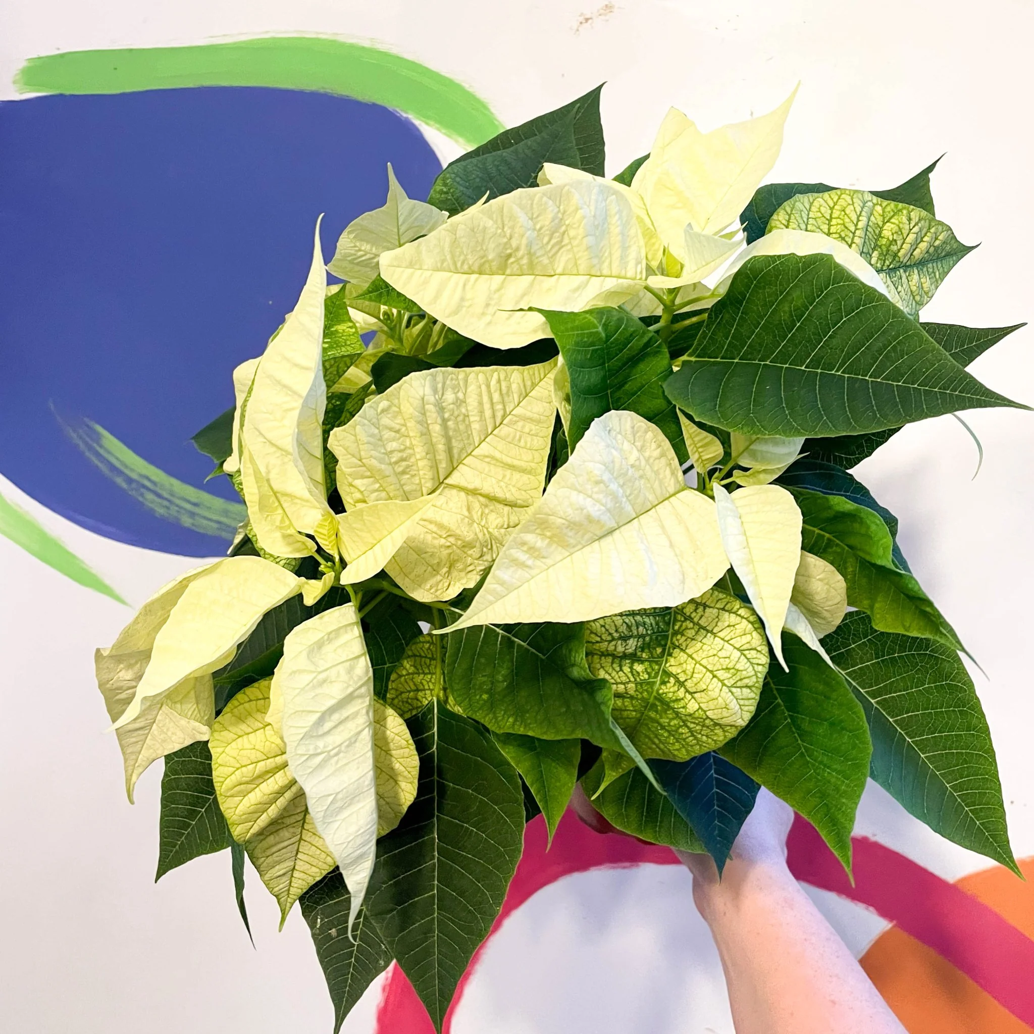 White Poinsettia - Euphorbia pulcherrima - British Grown - Image 3
