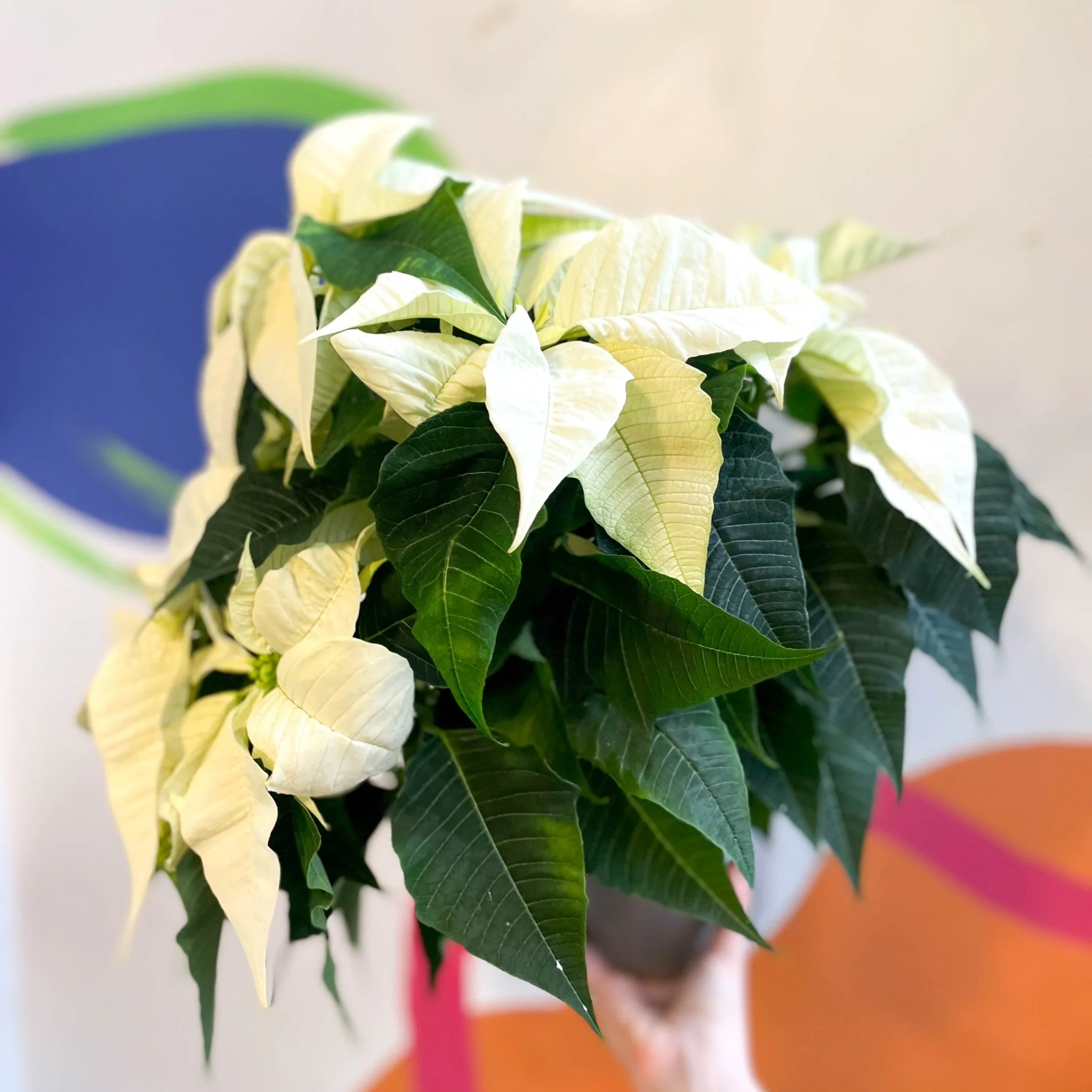 White Poinsettia - Euphorbia pulcherrima - British Grown - Image 4