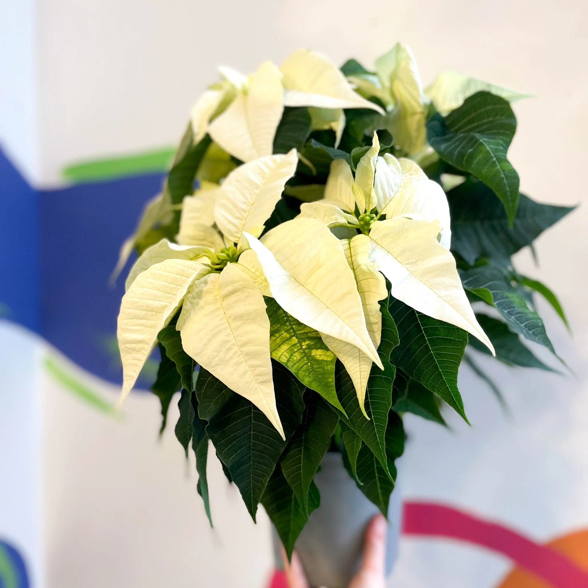 White Poinsettia - Euphorbia pulcherrima - British Grown - Image 5