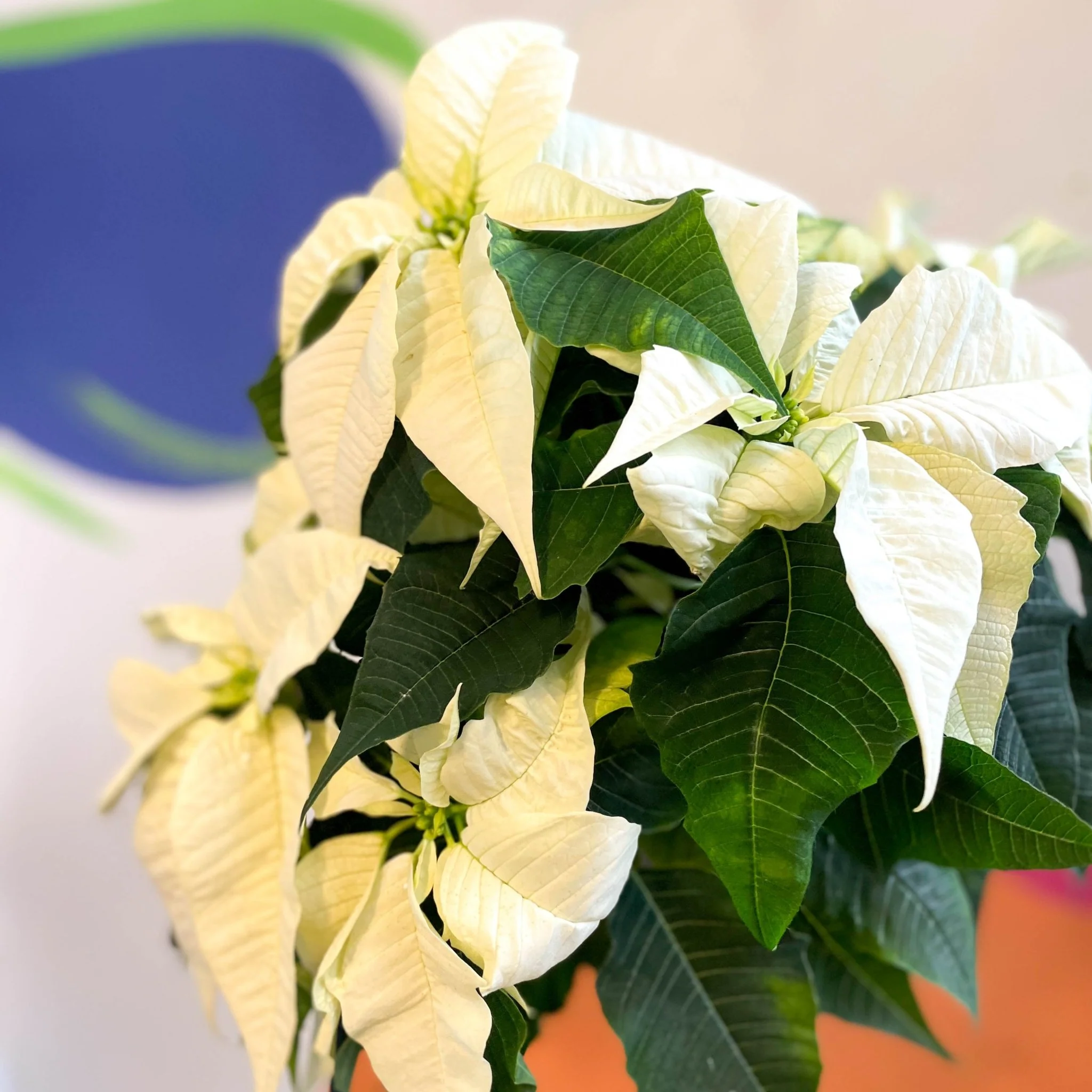 White Poinsettia - Euphorbia pulcherrima - British Grown - Image 6