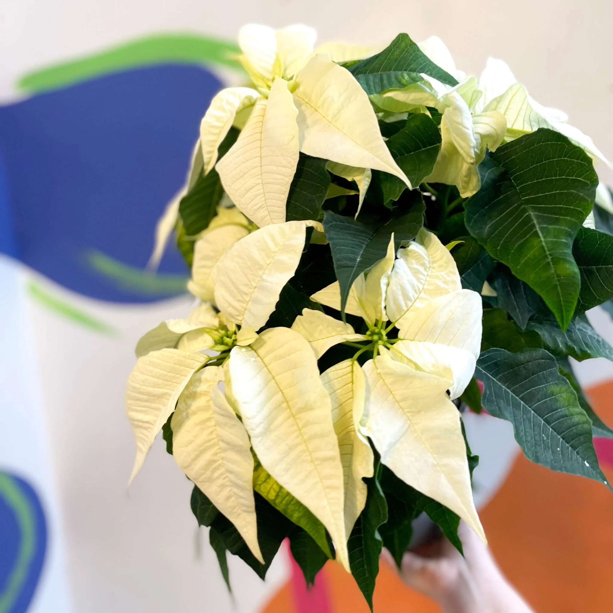 White Poinsettia - Euphorbia pulcherrima - British Grown - Image 7