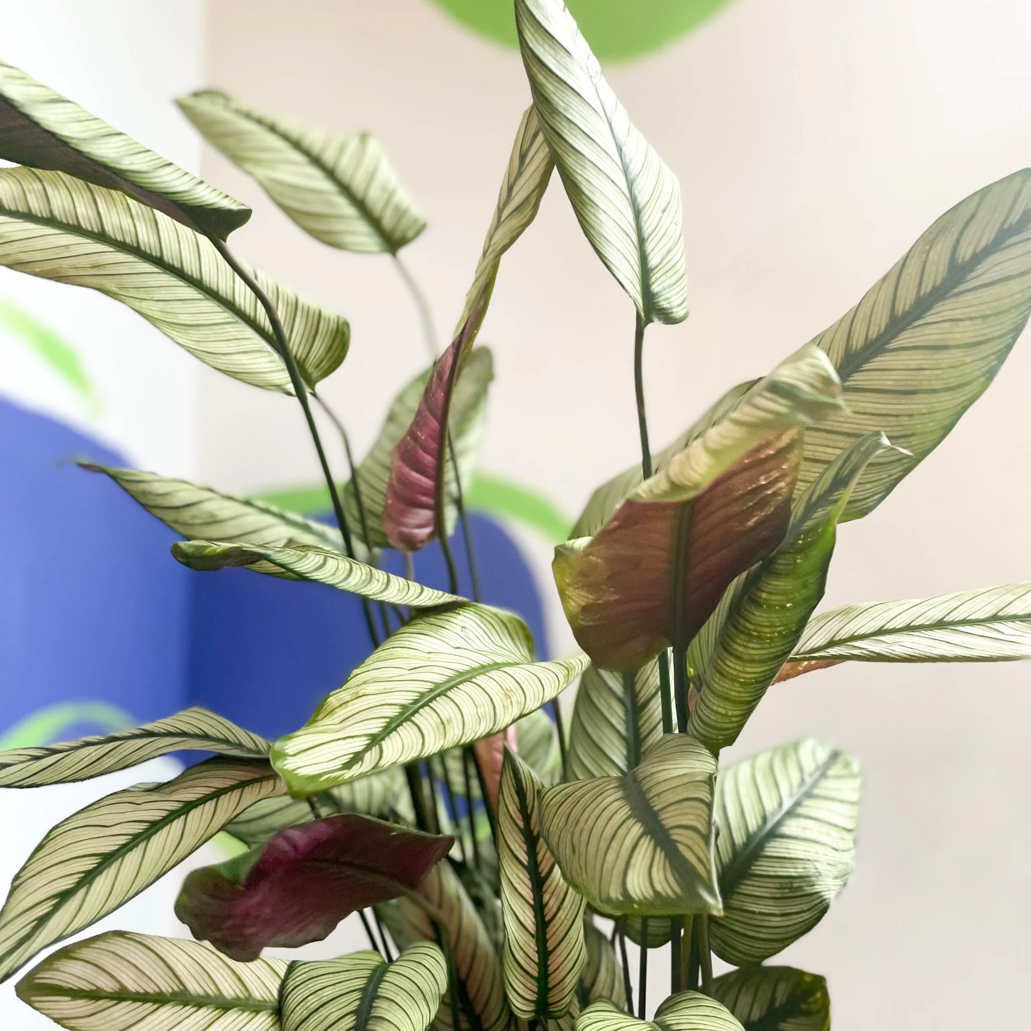 Calathea majestica 'White Star' - Image 3