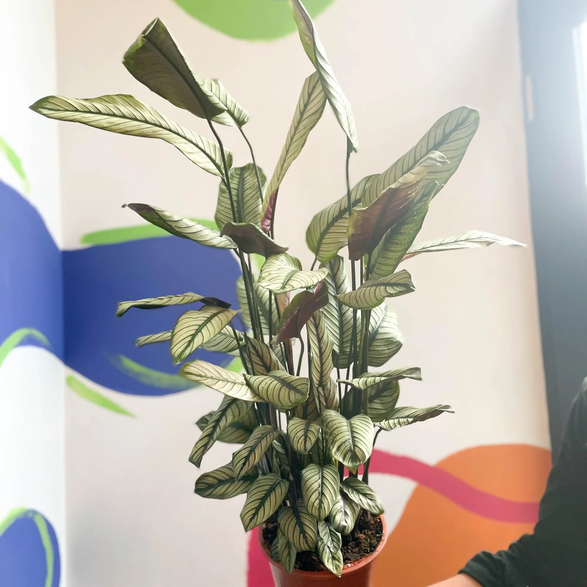 Calathea majestica 'White Star' - Image 4