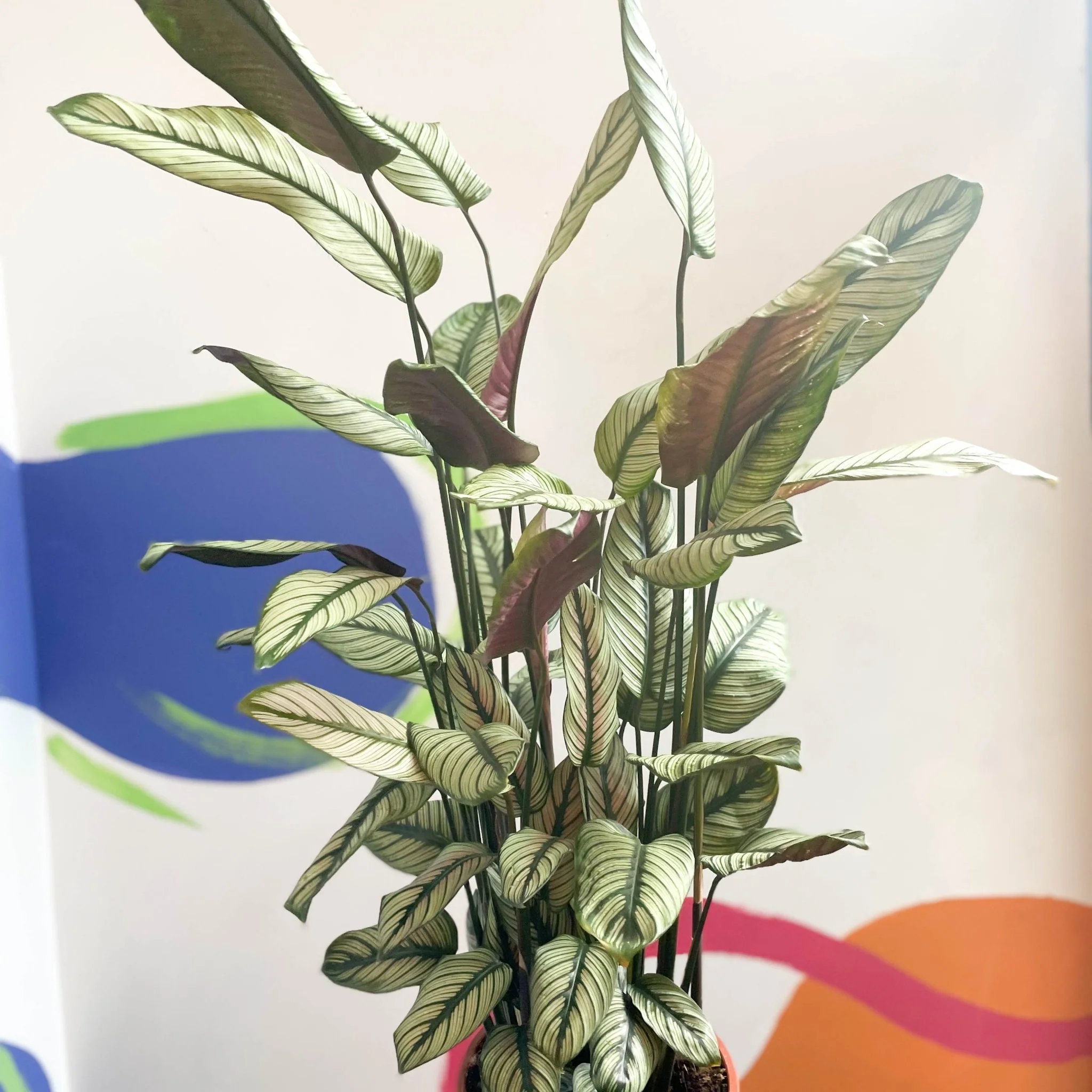 Calathea majestica 'White Star' - Image 6