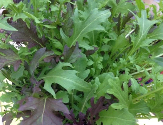 Wild Rocket Salad Herb Garden Seedball Tubes - Image 4