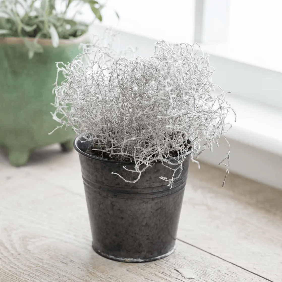 Winson Plant Pot