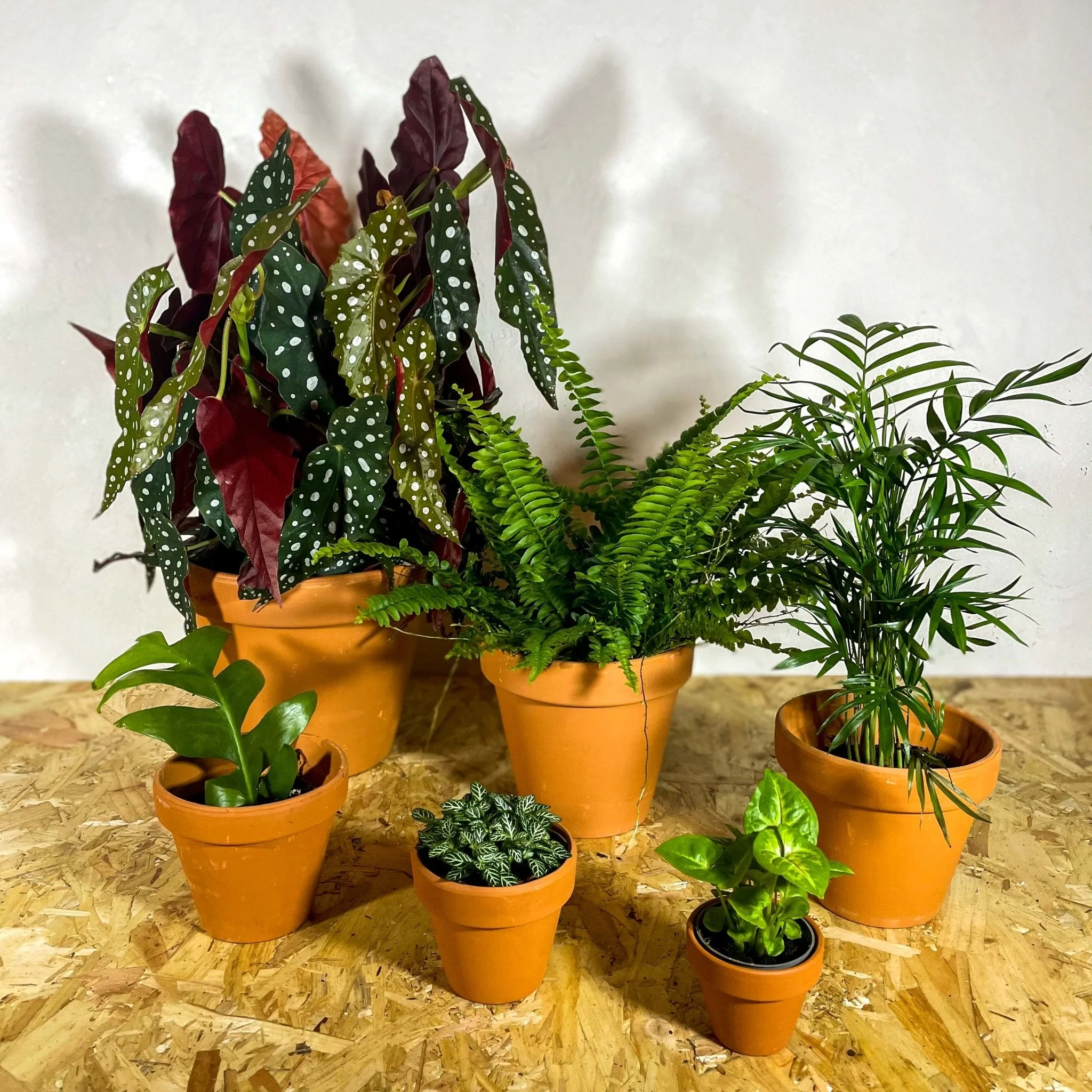 Wonky, Imperfect & Chipped Terracotta Pots