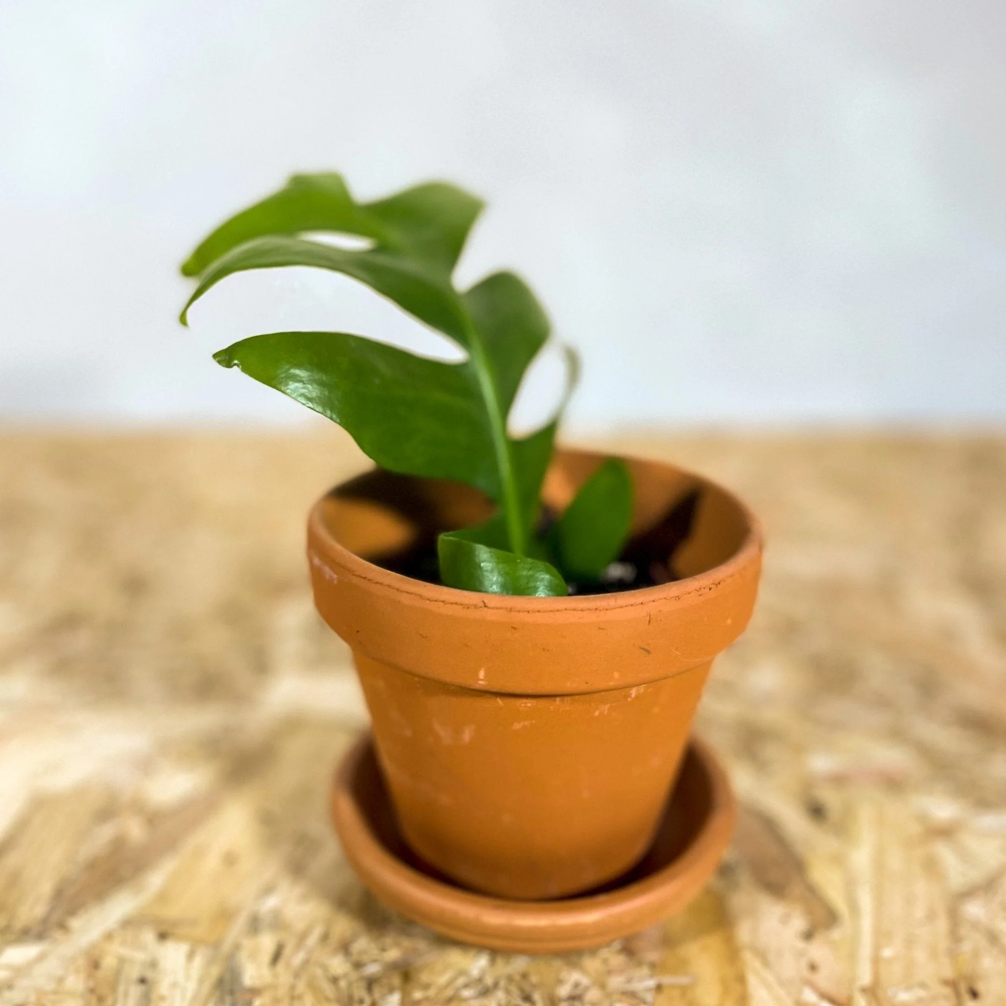 Wonky, Imperfect & Chipped Terracotta Pots - Image 12