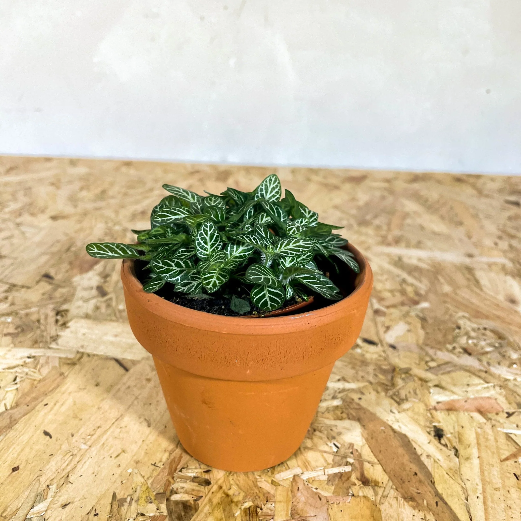 Wonky, Imperfect & Chipped Terracotta Pots - Image 14