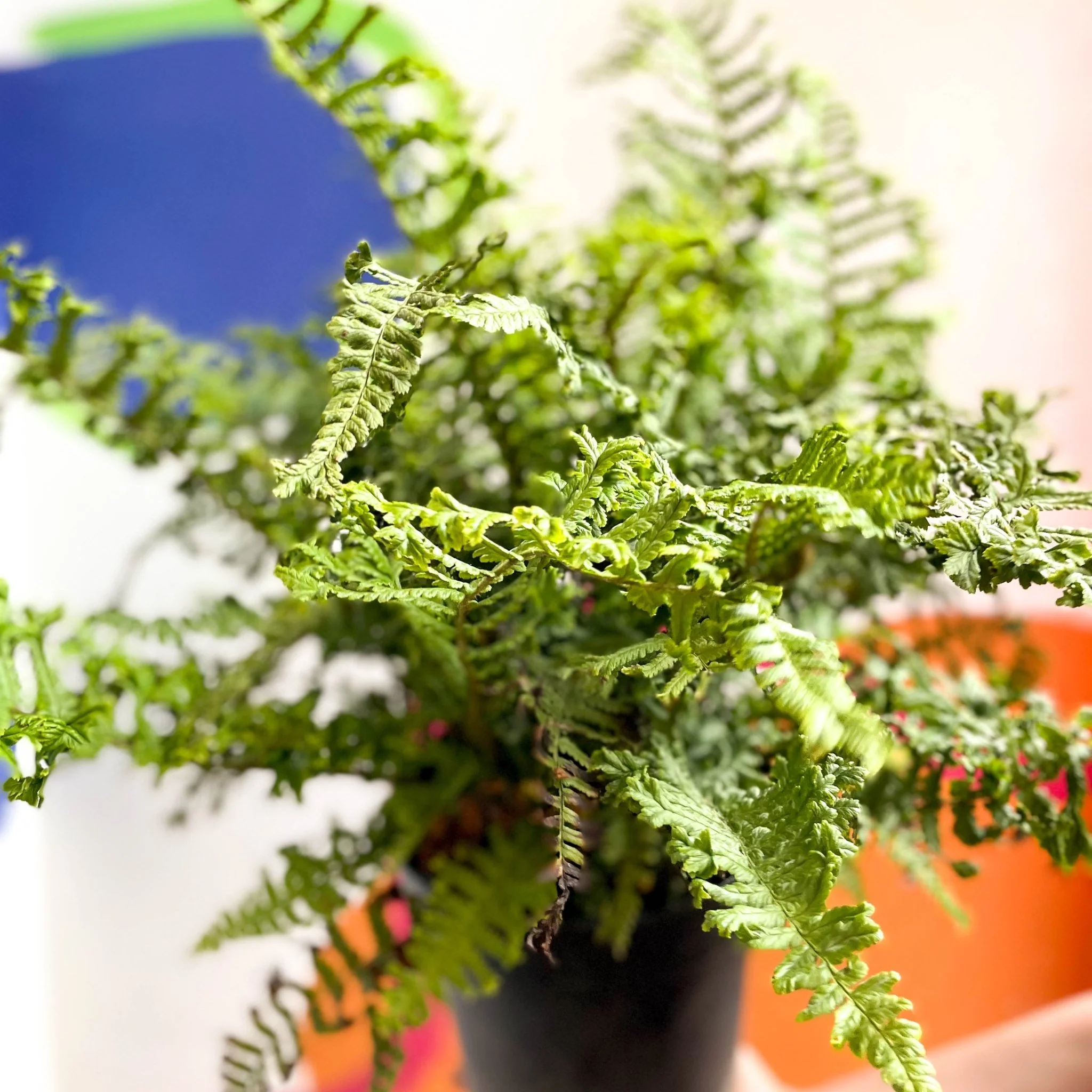 Wood Fern - Dropteris - Cotswold Grown Perennial - Image 3