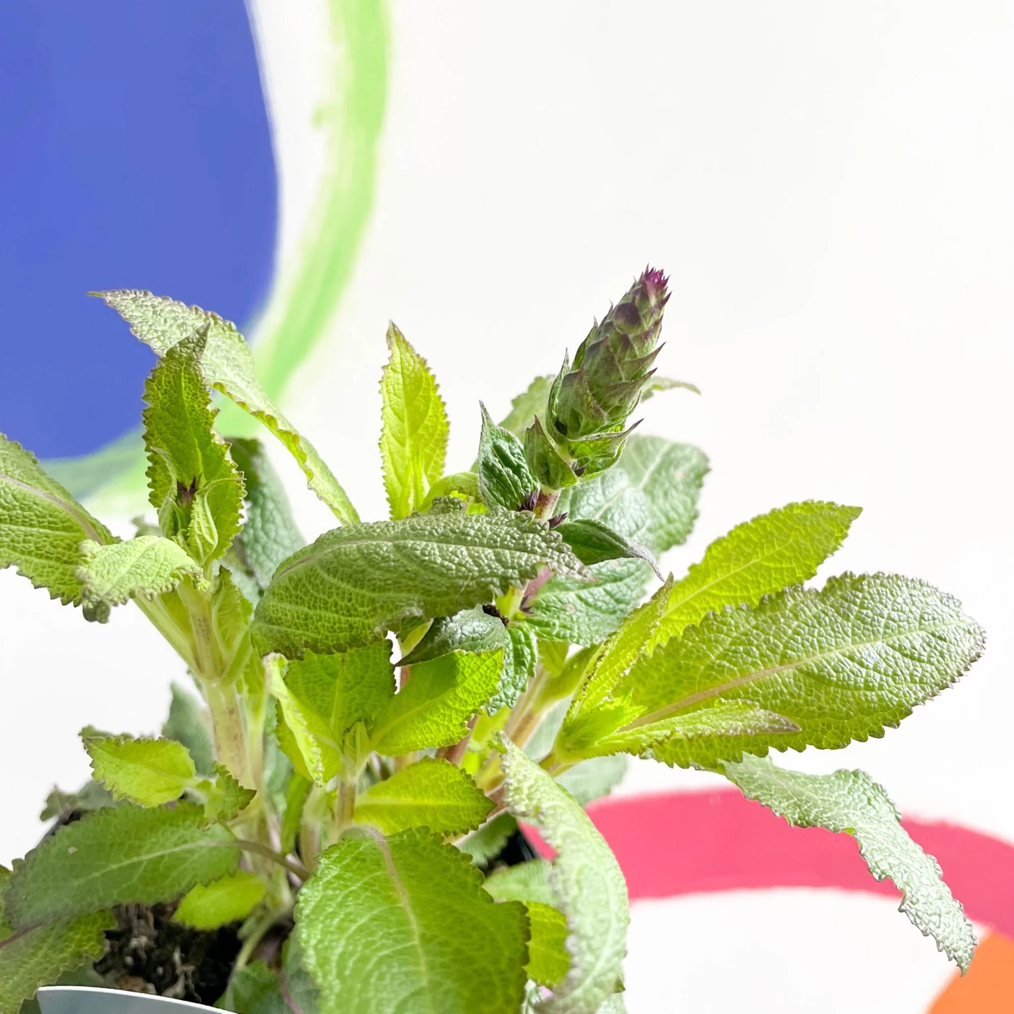 Woodland Sage - Salvia nemorosa 'Salvatore Blue' - British Grown Perennial - Image 3