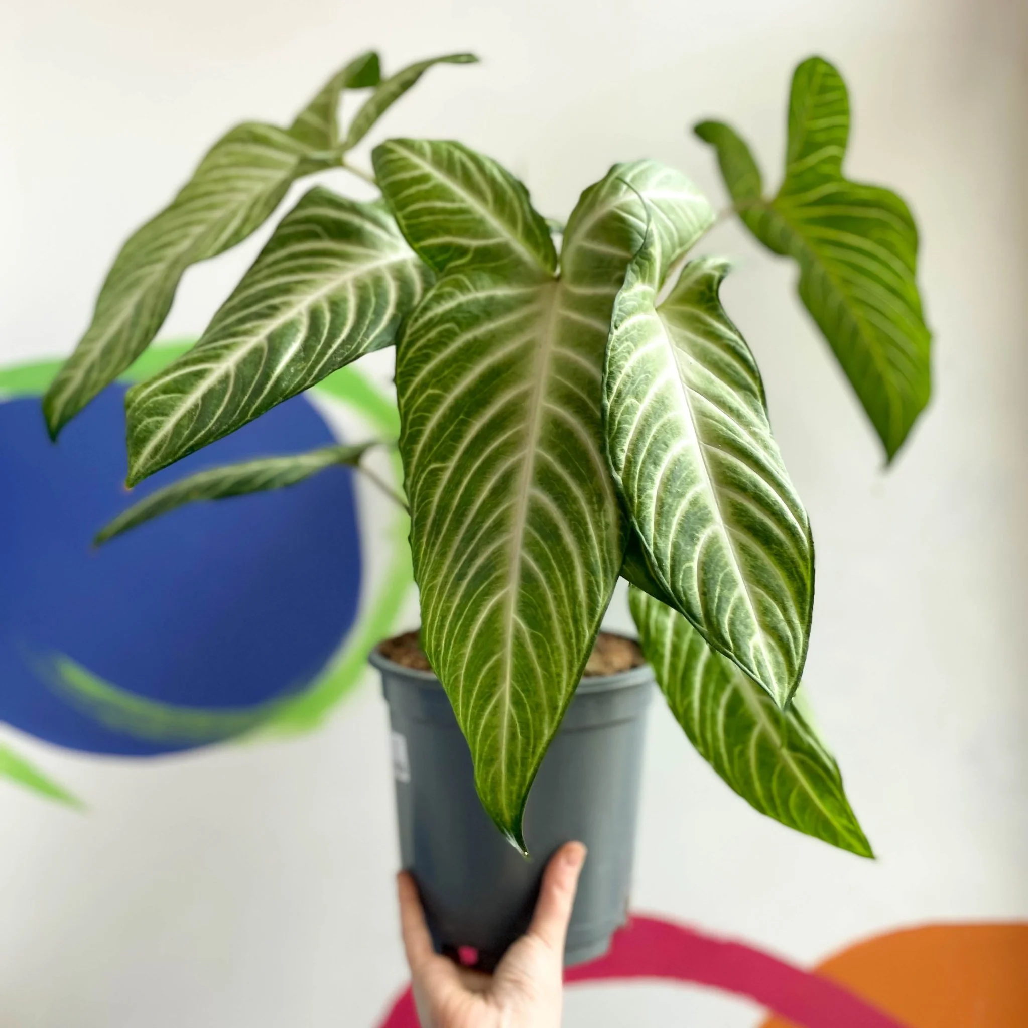 Phyllotaenium lindenii - Angel's Wing
