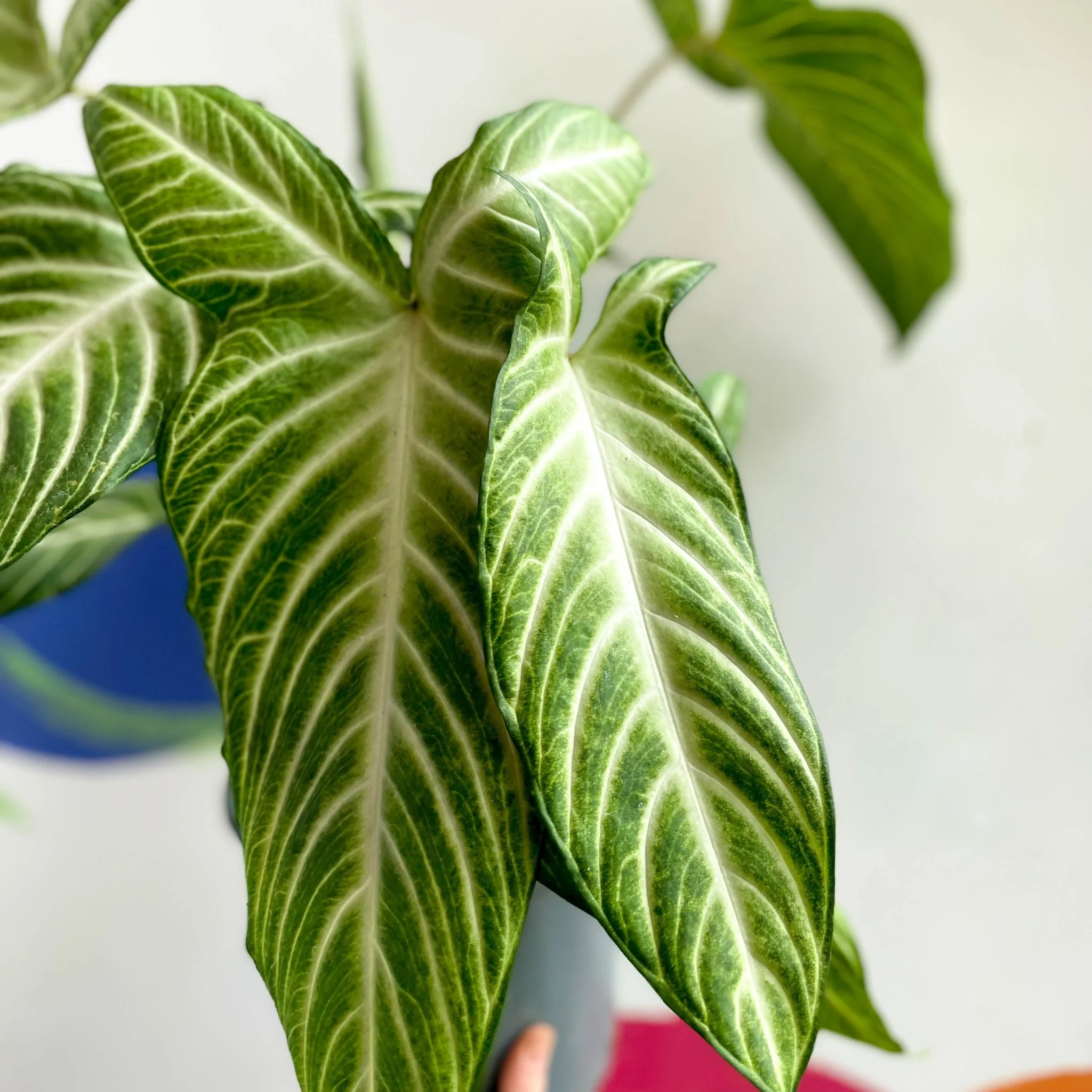 Phyllotaenium lindenii - Angel's Wing - Image 2