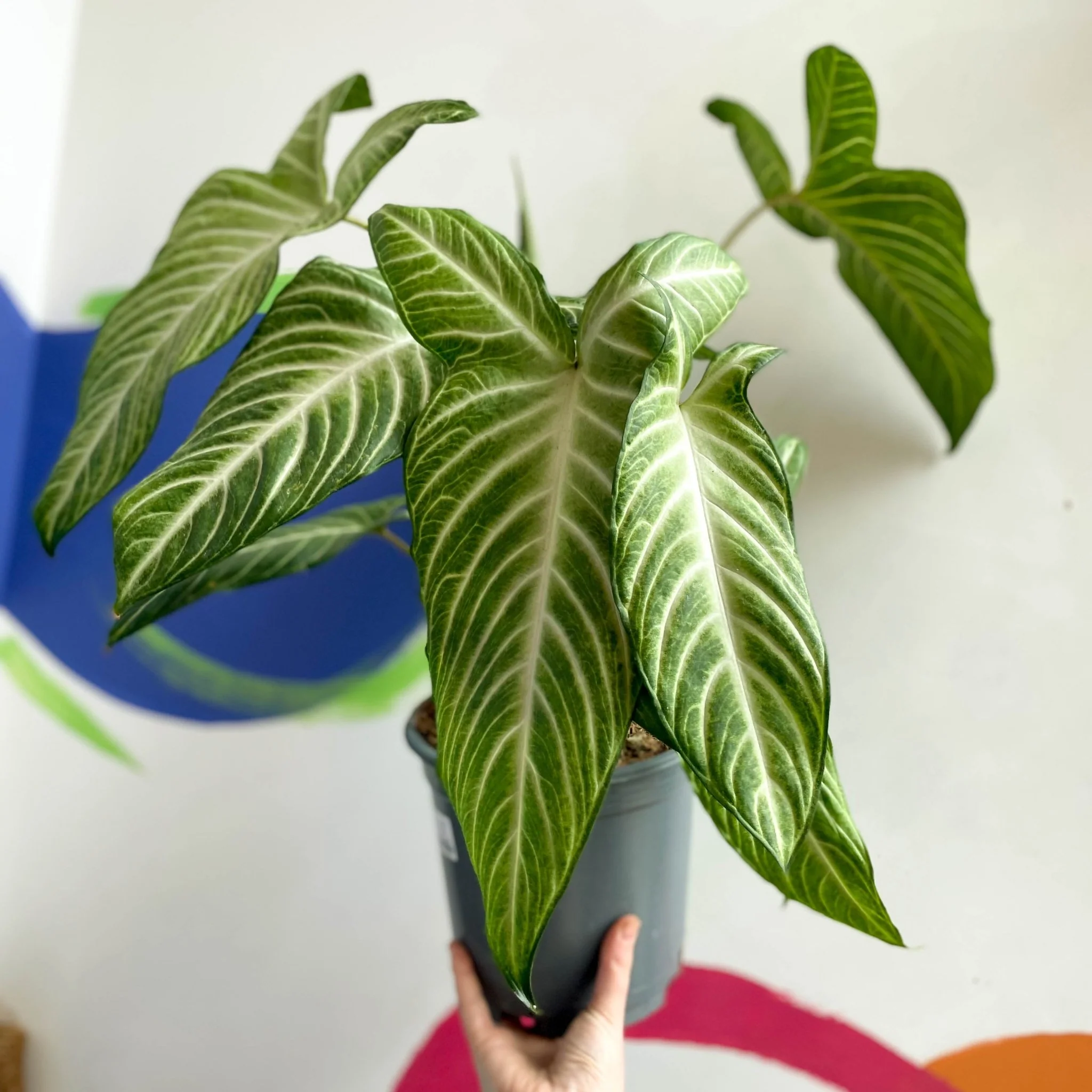 Phyllotaenium lindenii - Angel's Wing - Image 3