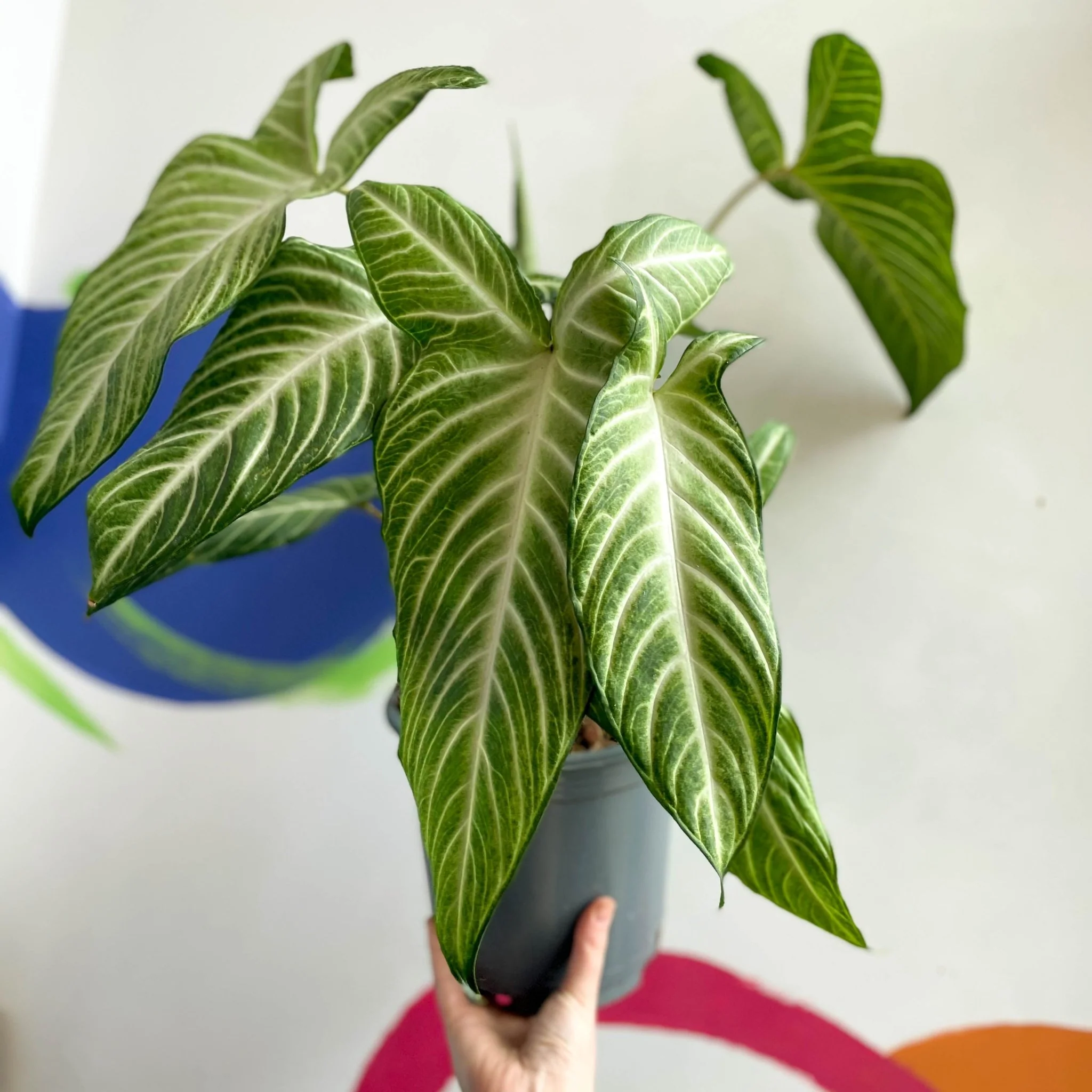 Phyllotaenium lindenii - Angel's Wing - Image 5