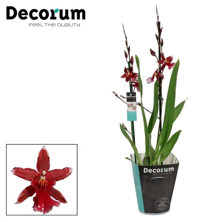 xBurrageara 'Anthura Lazio' - Cambria Orchid