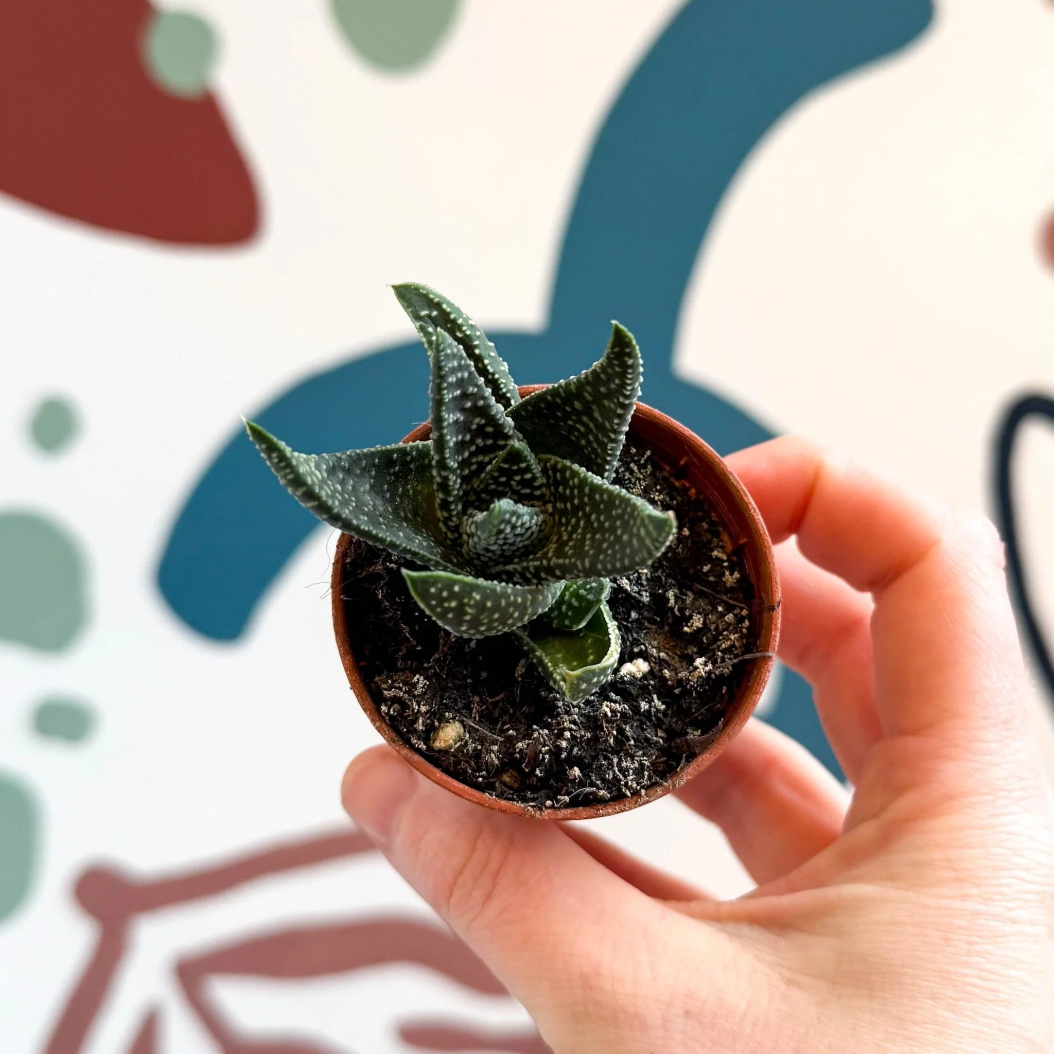 xGasterhaworthia ‘Royal Highness’ – Regal Zebra Plant