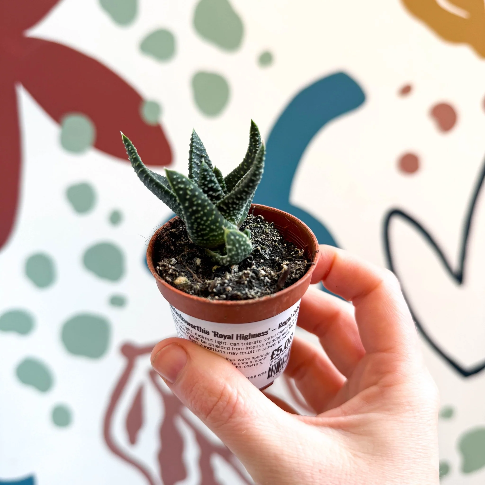 xGasterhaworthia ‘Royal Highness’ – Regal Zebra Plant - Image 3
