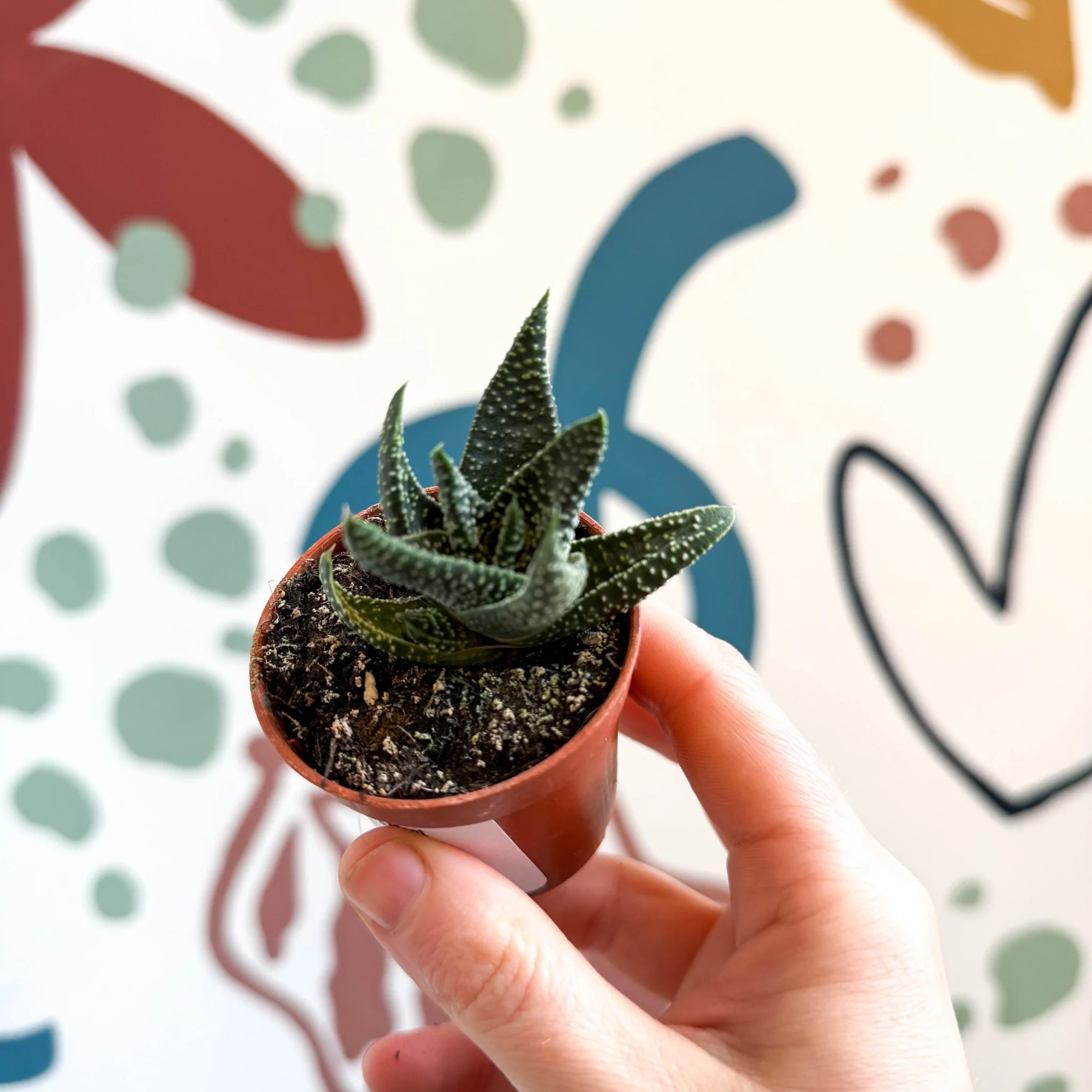 xGasterhaworthia ‘Royal Highness’ – Regal Zebra Plant - Image 4